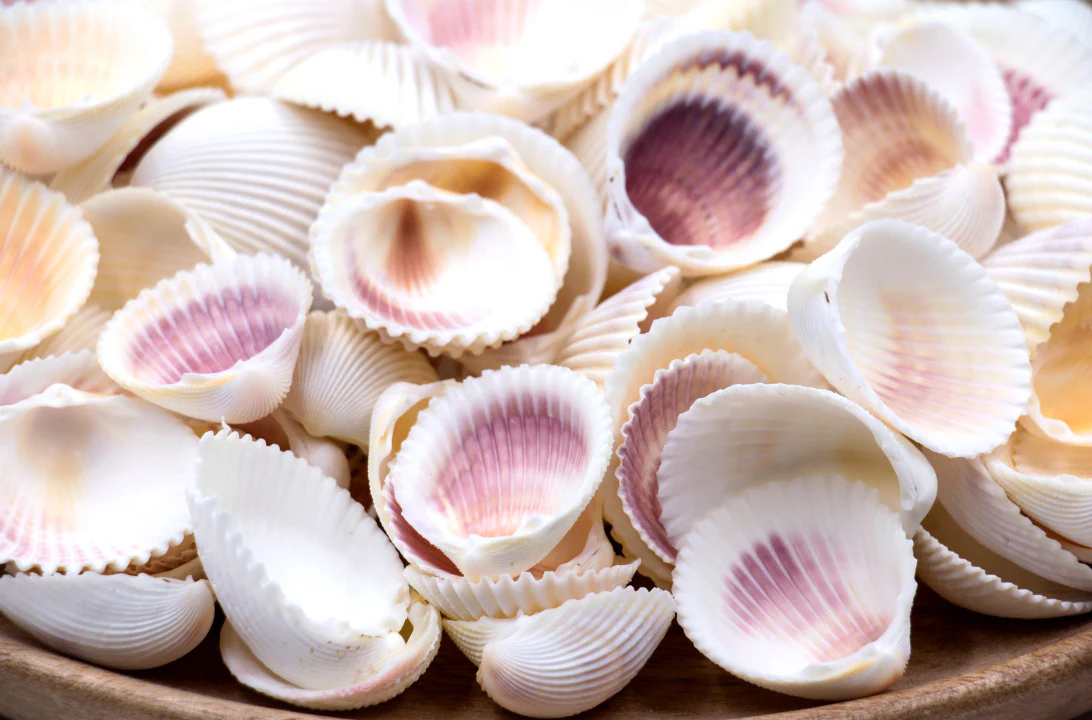 Pink and Yellow Cockle Shells - 1 Kg - Image 6