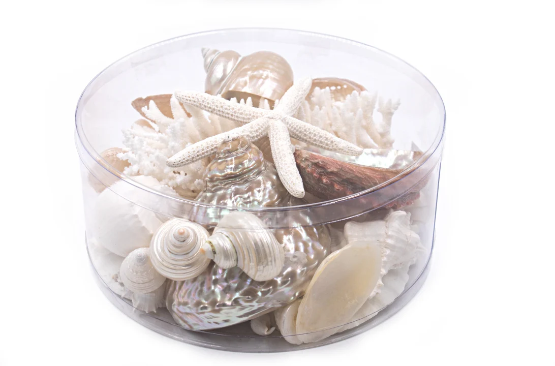 Premium Coral and Seashell Pack - Pearl Champagne - Image 3