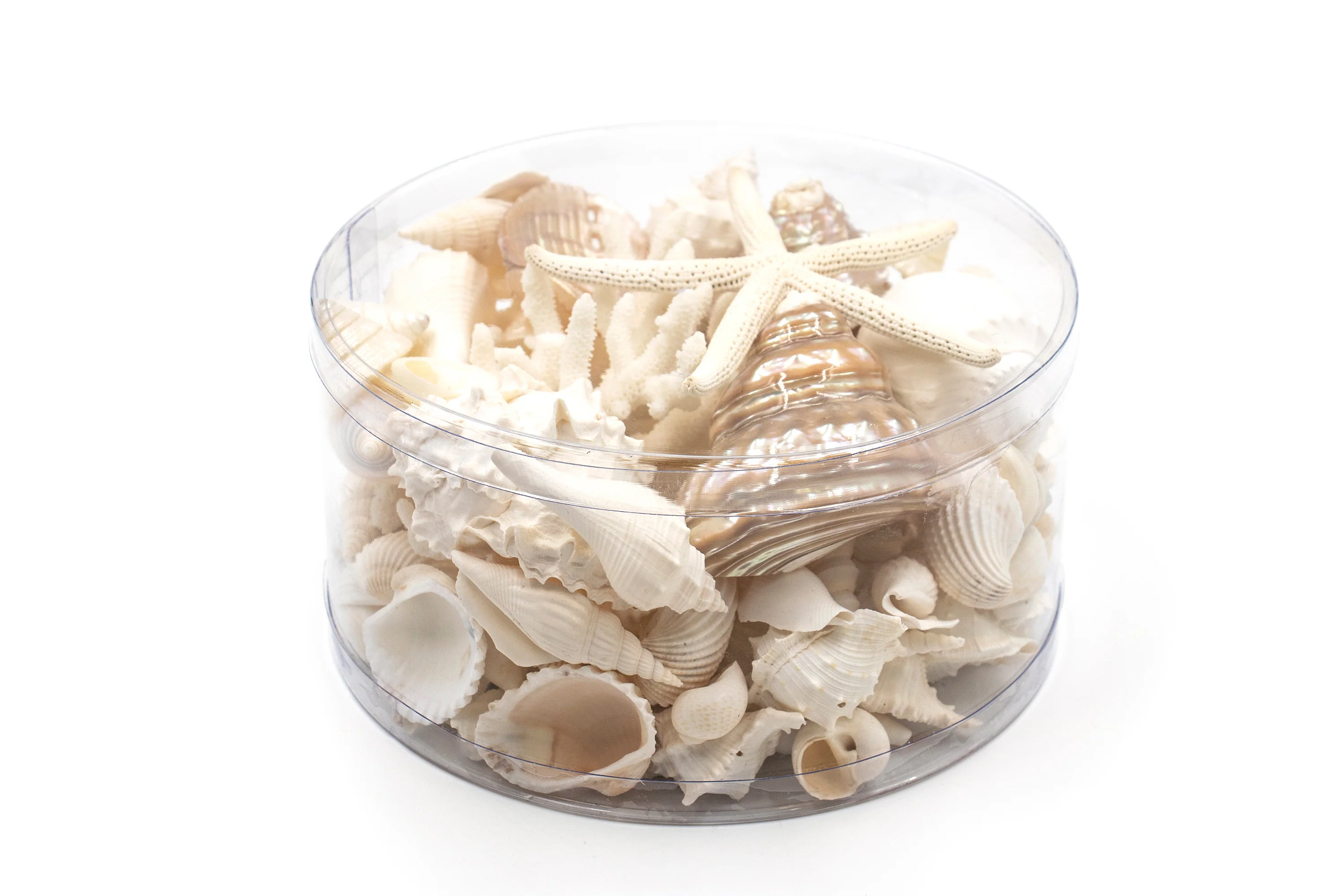 Premium Coral and Seashell Pack - Pearl Champagne - Image 4