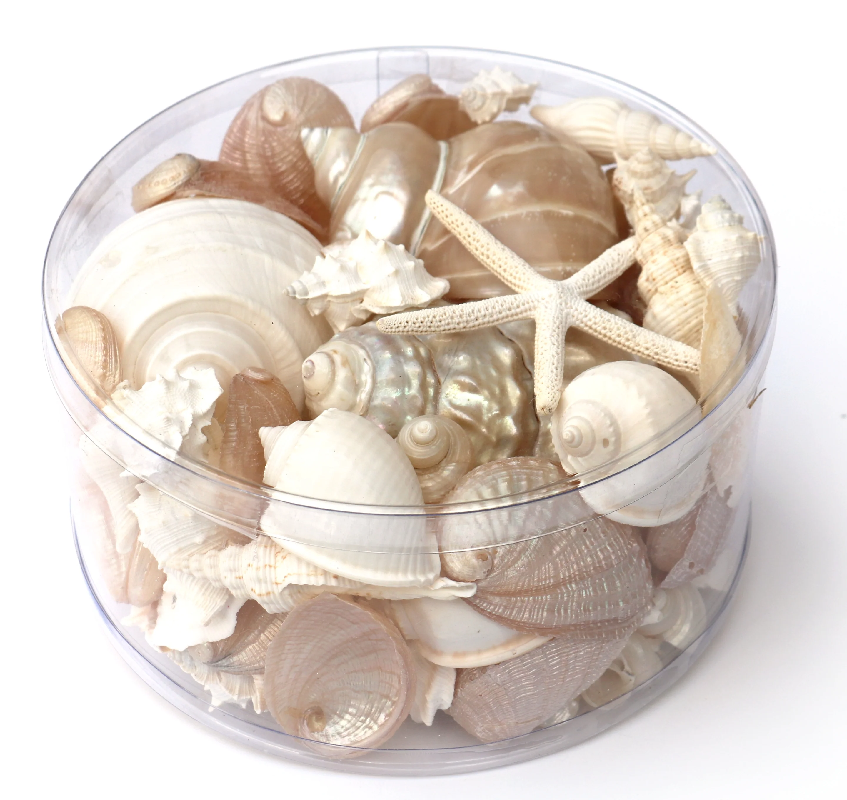 Premium Seashell Pack - Pearl Champagne - Image 4