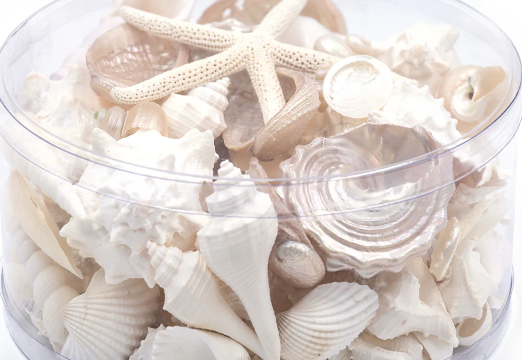 Premium Seashell Pack - Pearl Champagne - Image 8