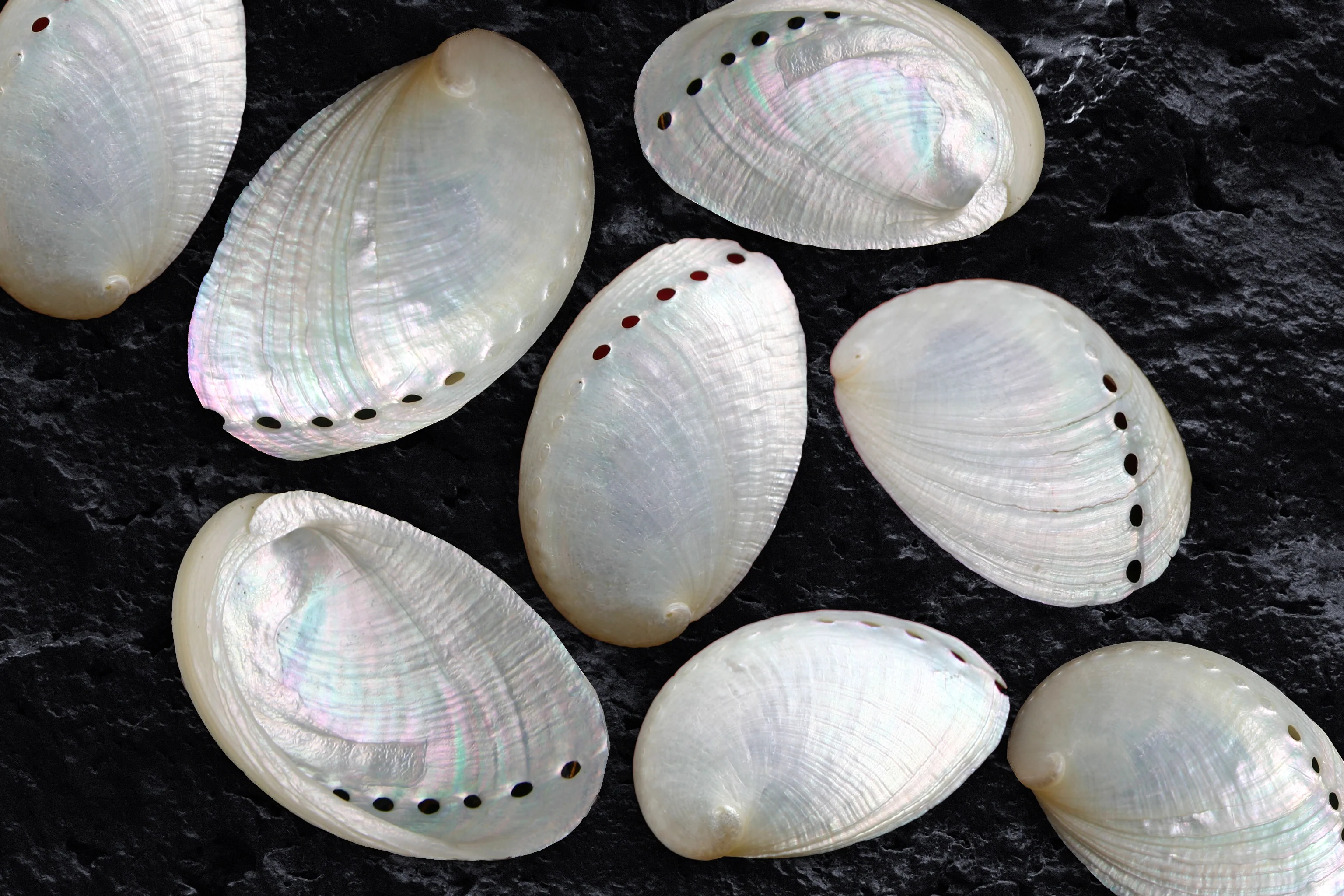 Pearly White Abalone Shells - Pack of 50 - Image 4