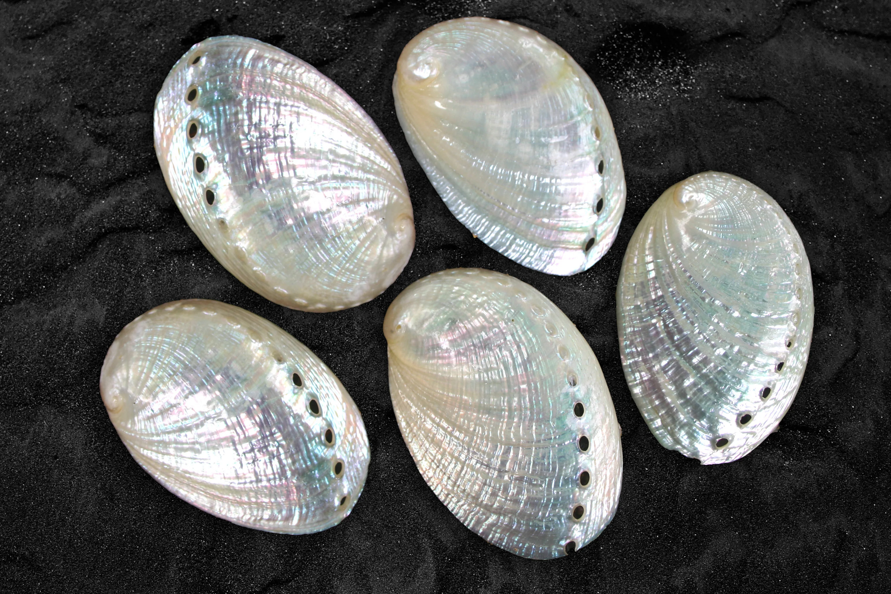 Pearly White Abalone Shells - Pack of 50 - Image 5