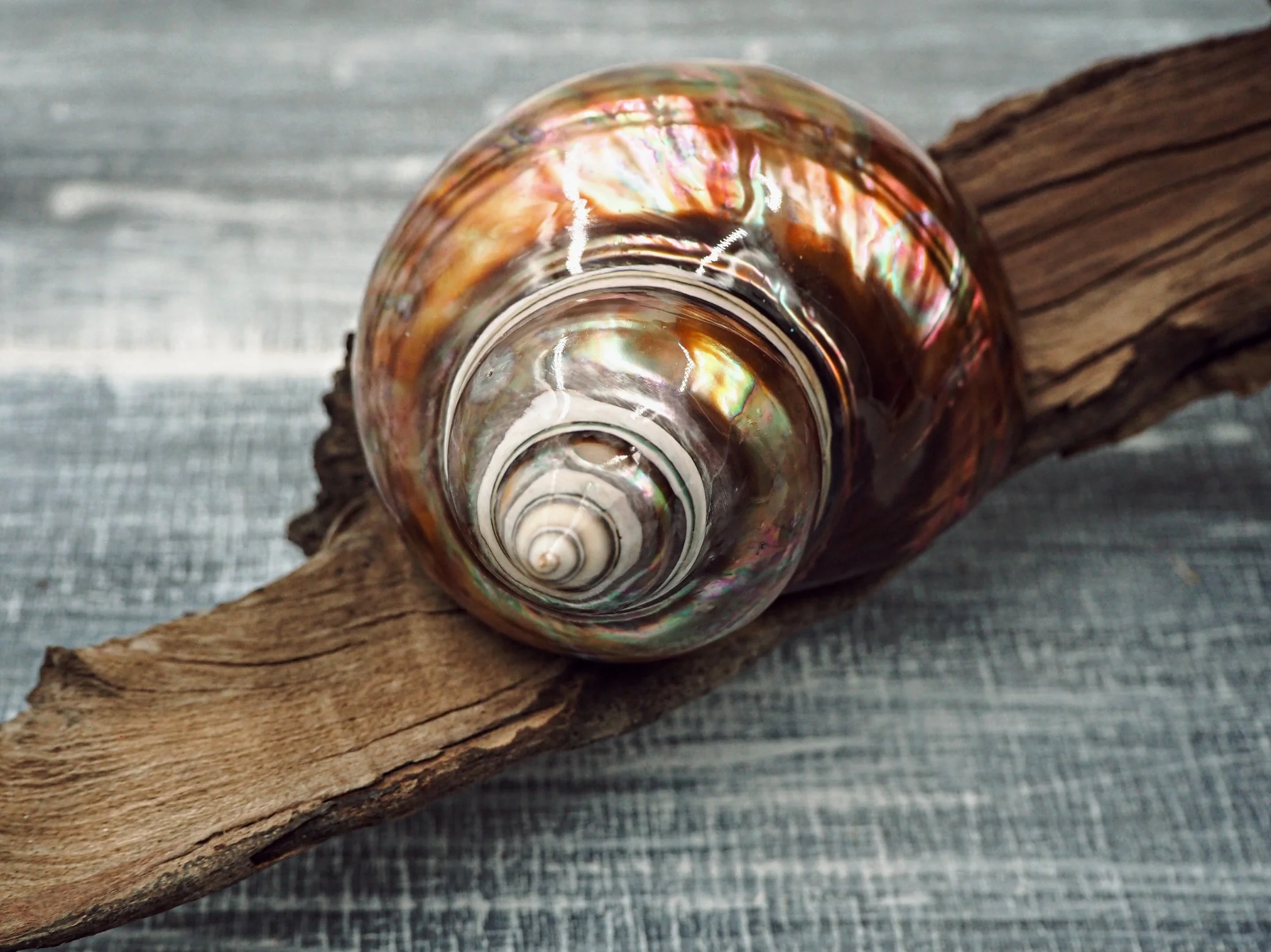 Pearled Copper Turbo Shell - Image 3