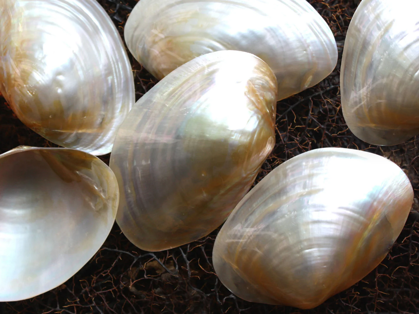 Pearled Pale Gold Mussel Shells - Image 2