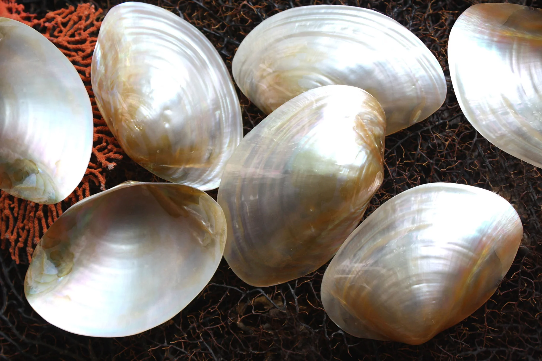Pearled Pale Gold Mussel Shells - Image 3