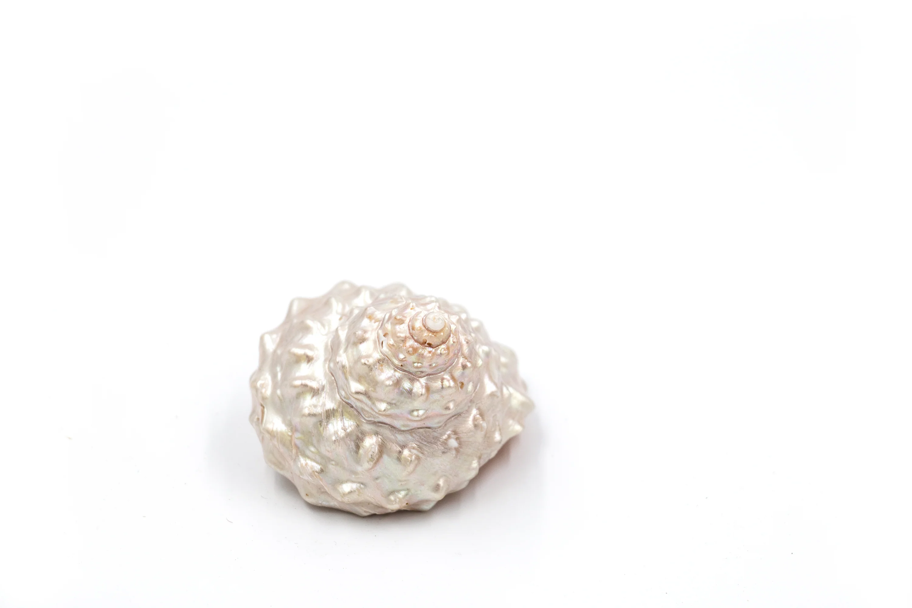 Pearled Frilly Turbo Shell - Image 3