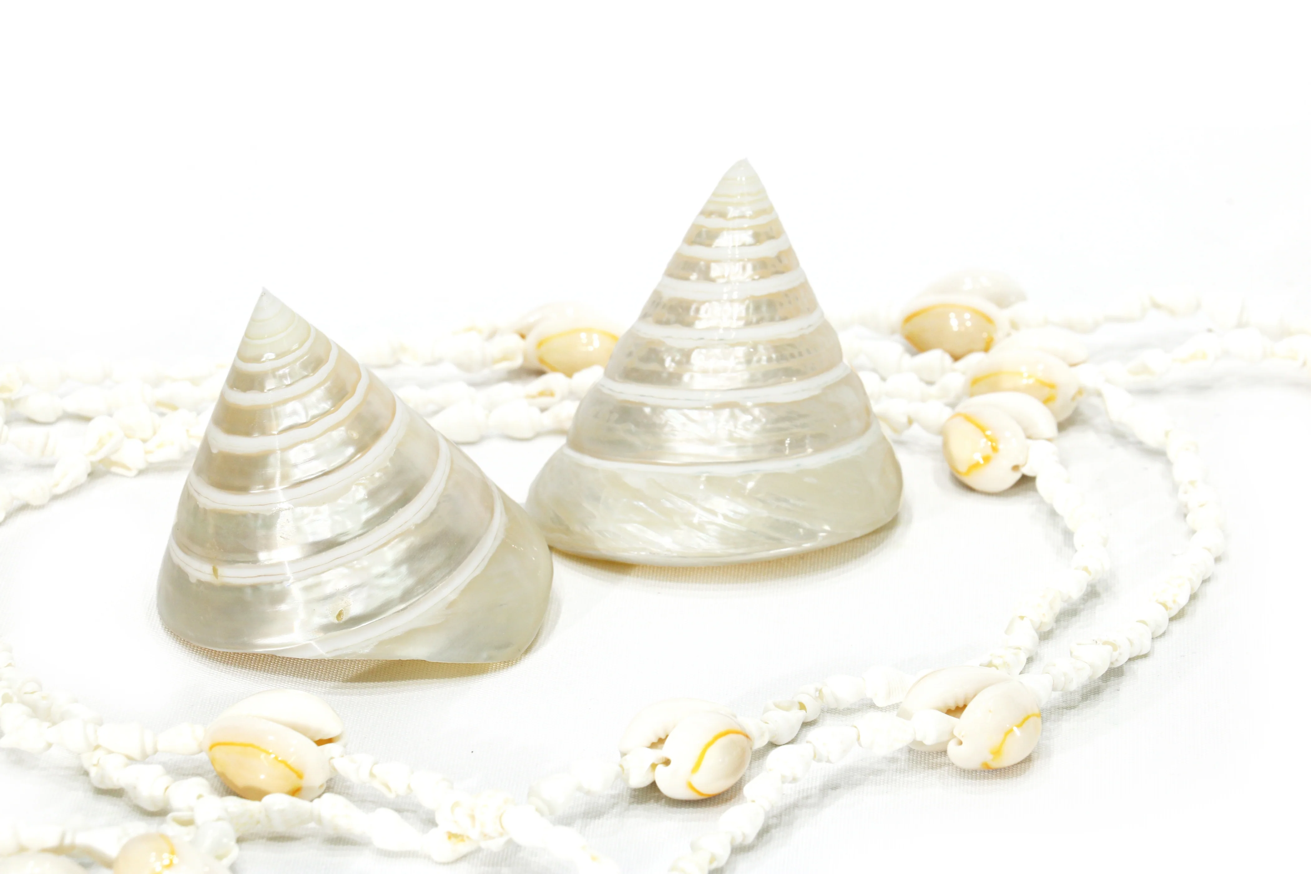 Pearled White Trochus Seashell - Image 3