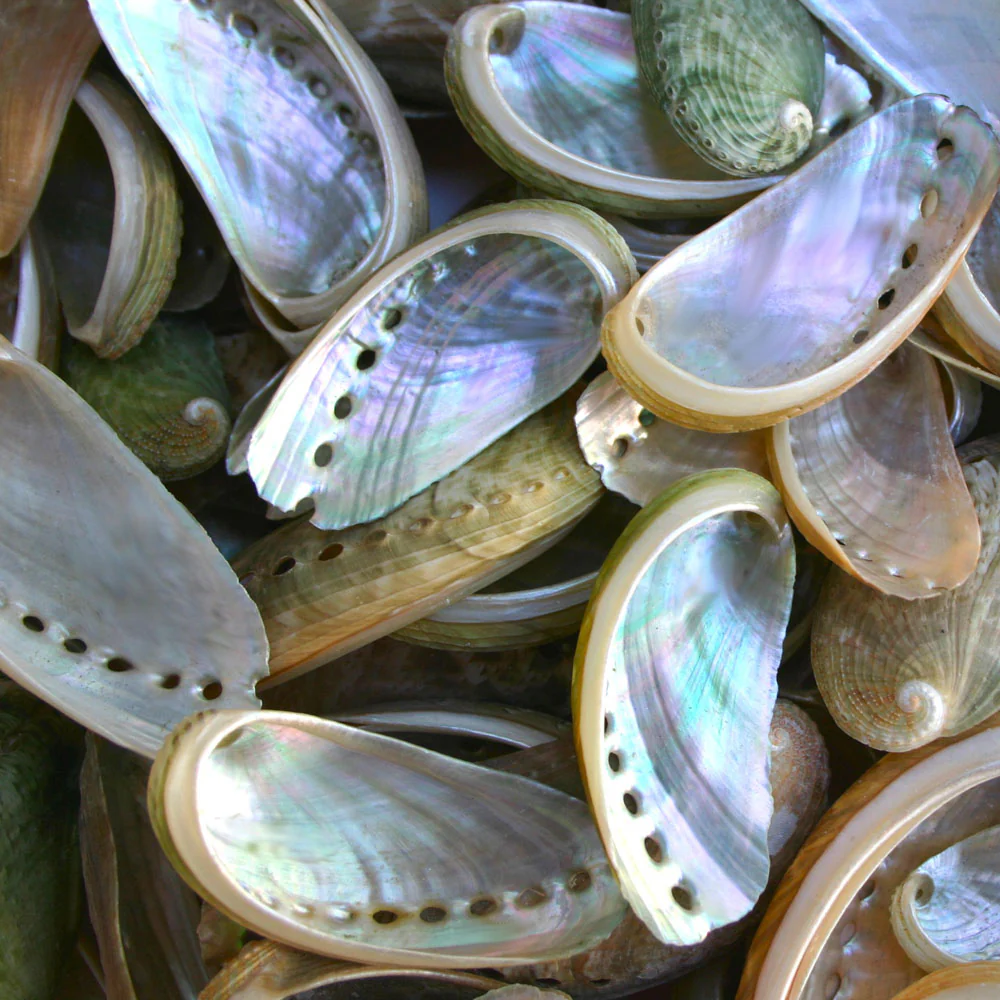 Pearly Green Abalone Shells - 1 Kg - Image 2