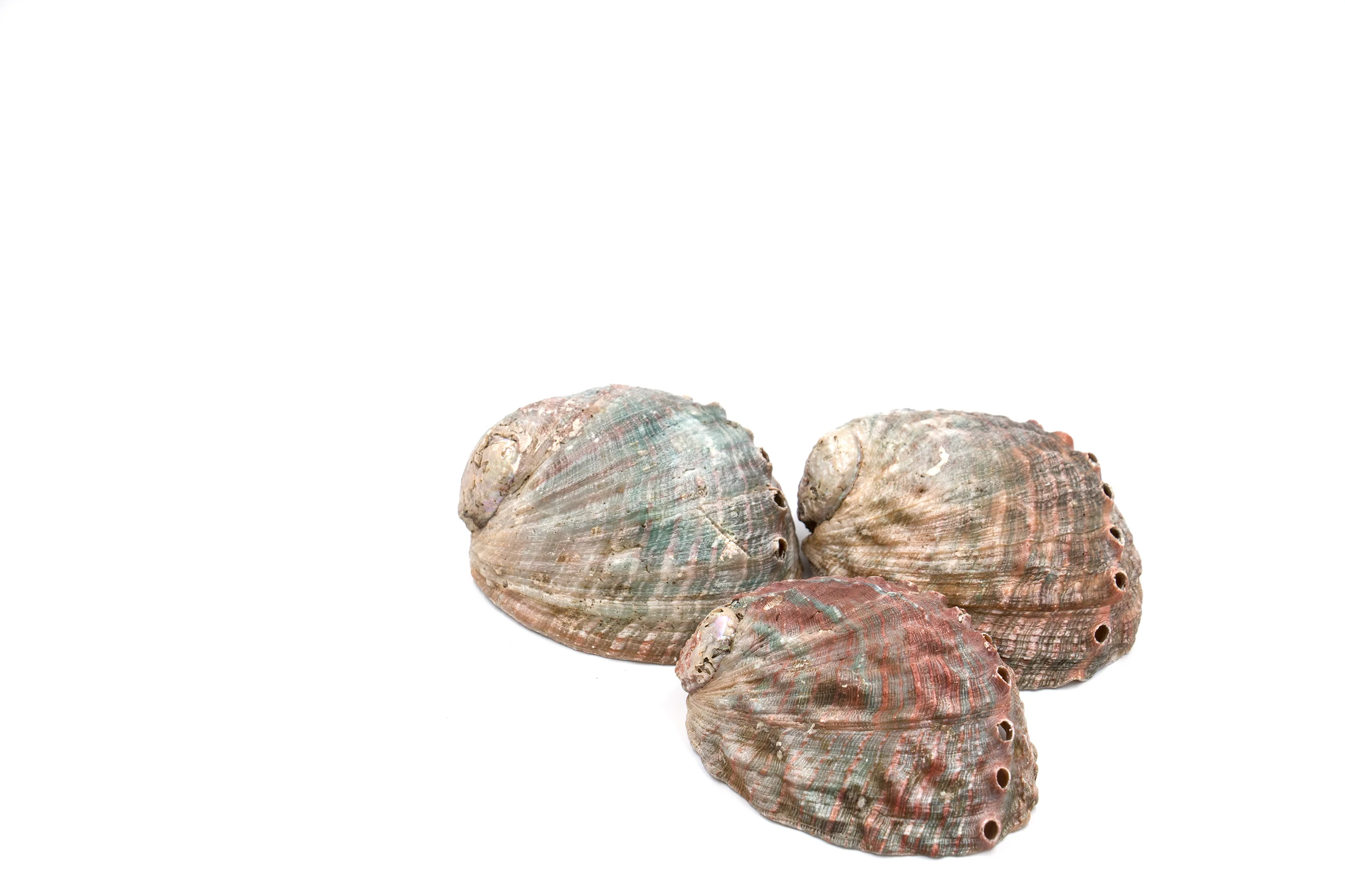 Pink and Green Corrugated Abalone Shell - Image 3