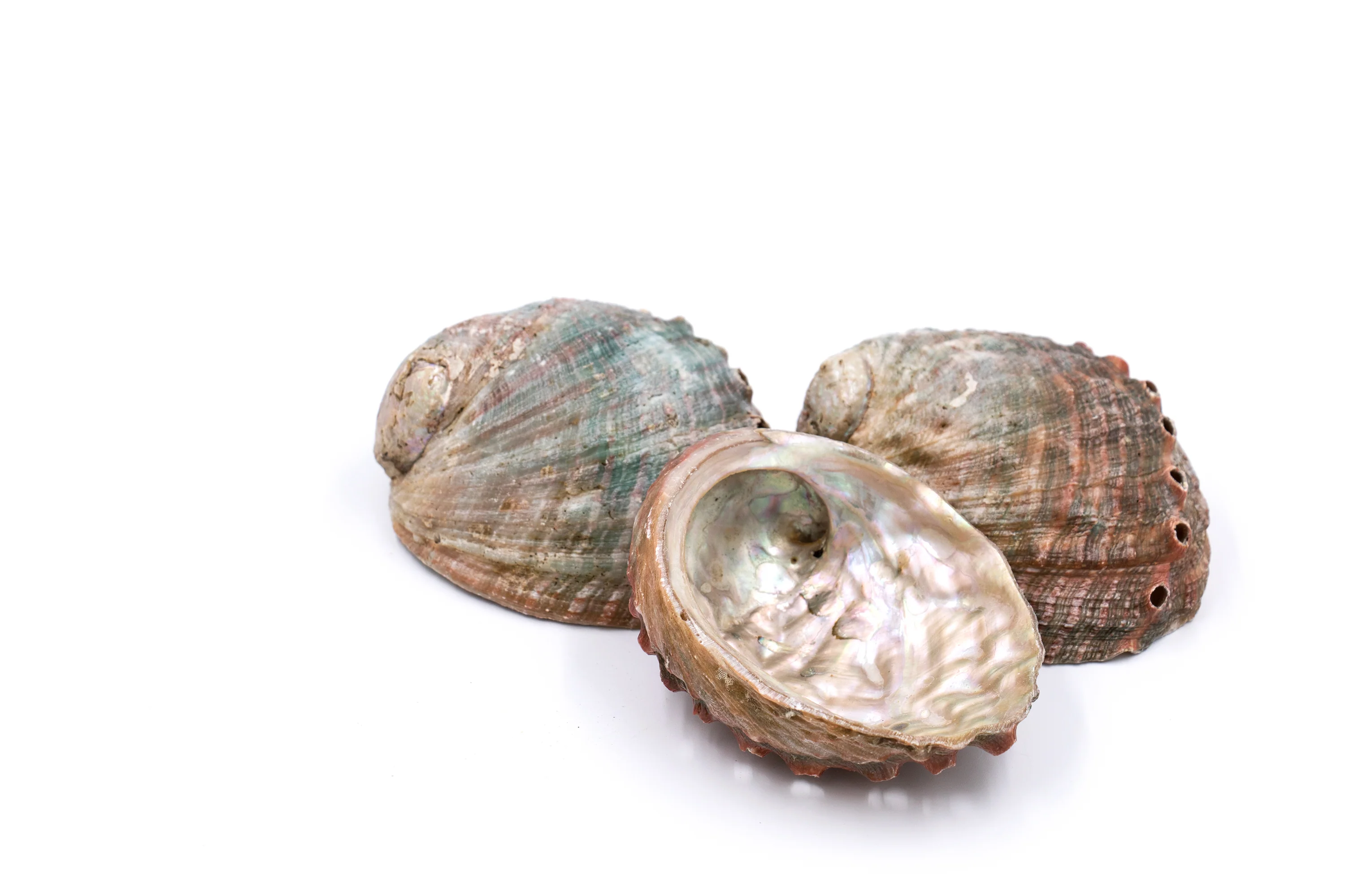 Pink and Green Corrugated Abalone Shell - Image 4