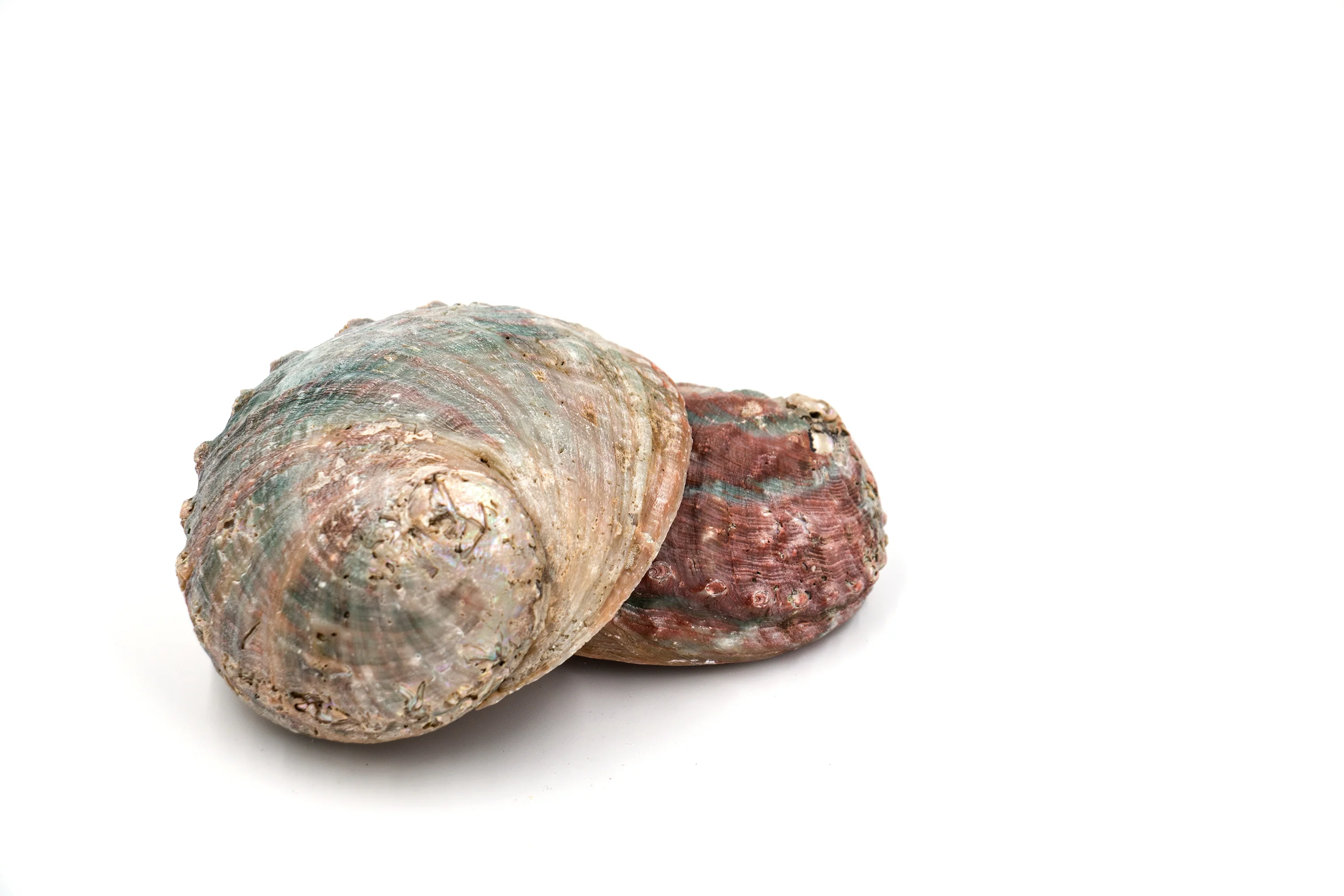 Pink and Green Corrugated Abalone Shell - Image 5