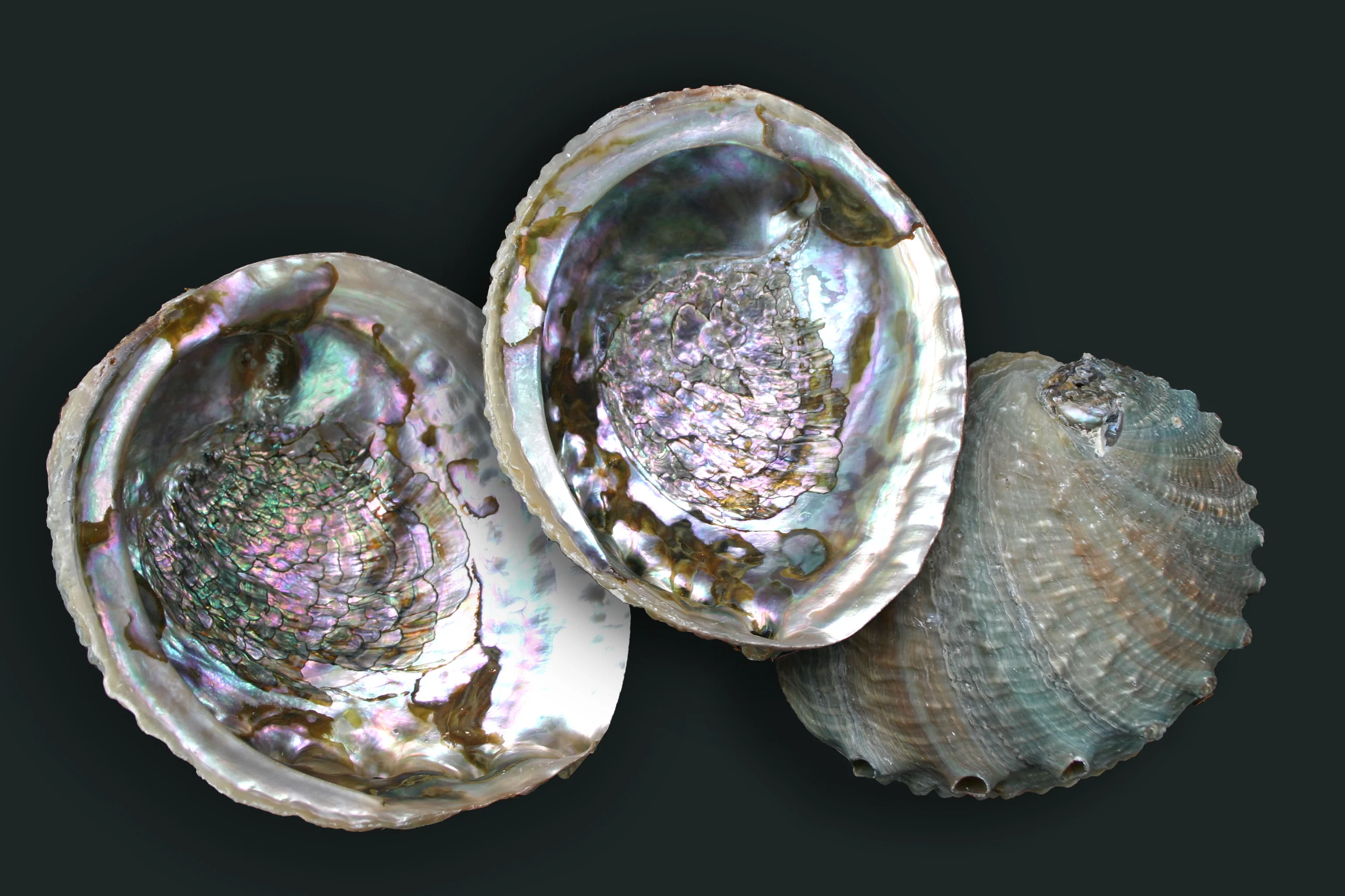 Pink and Green Corrugated Abalone Shell - Image 7