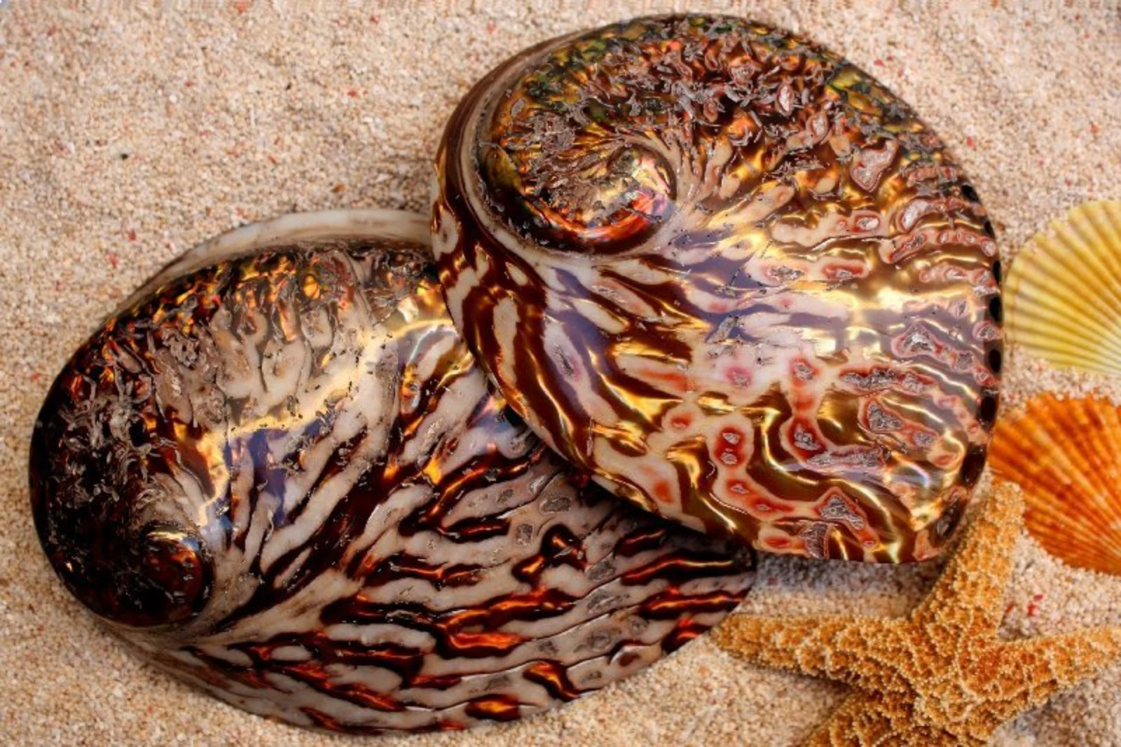 Pearled Copper Abalone Shell - Image 3