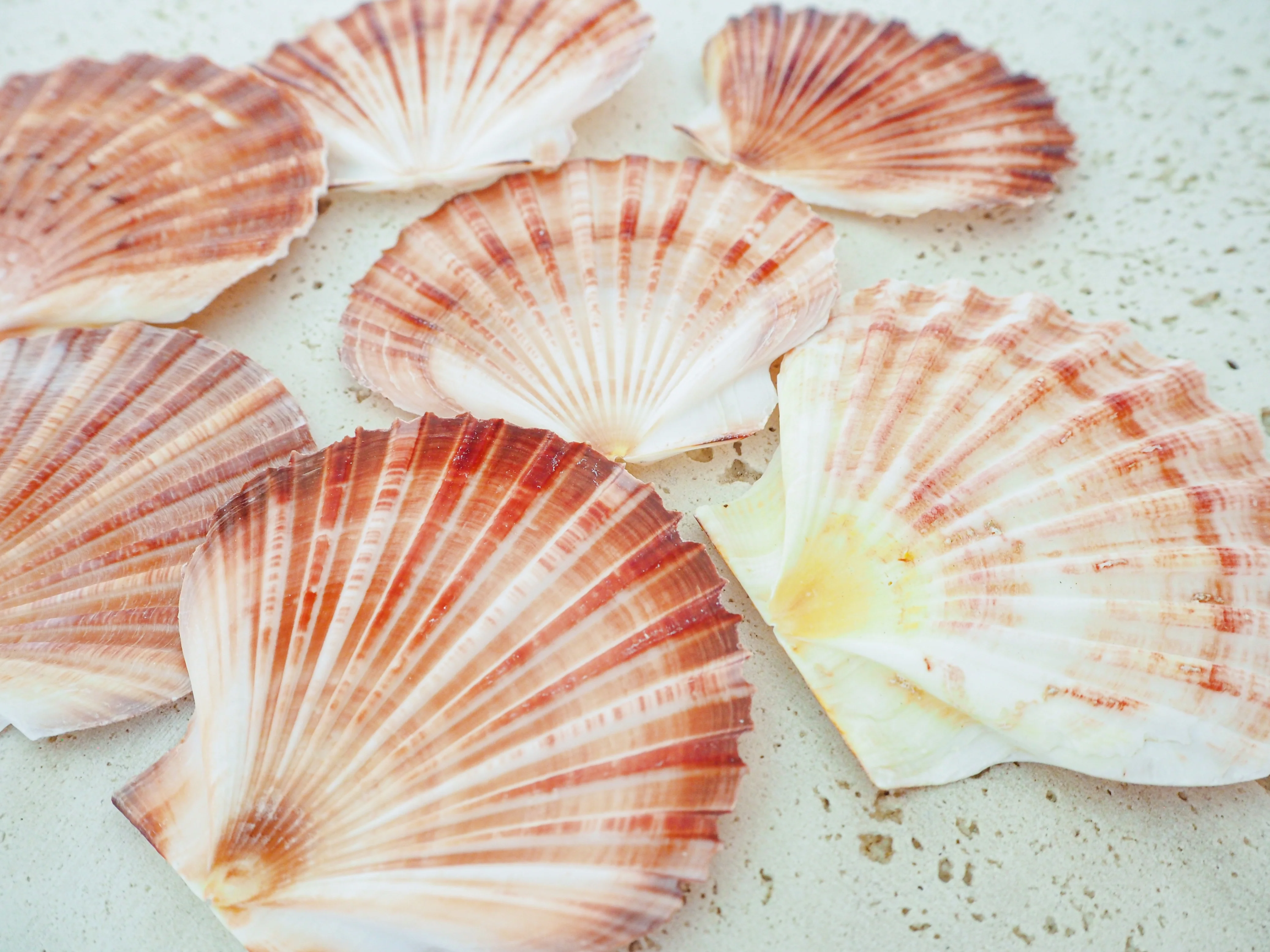 Peachy Pink and Orange Flat Scallop Shells - 1 Kg - Image 5