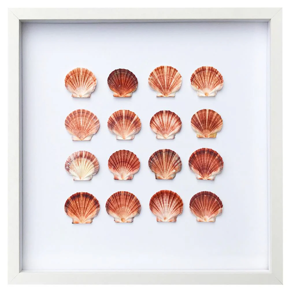 Peach and Orange Flat Scallop Shells - Pack of 25 - Image 4