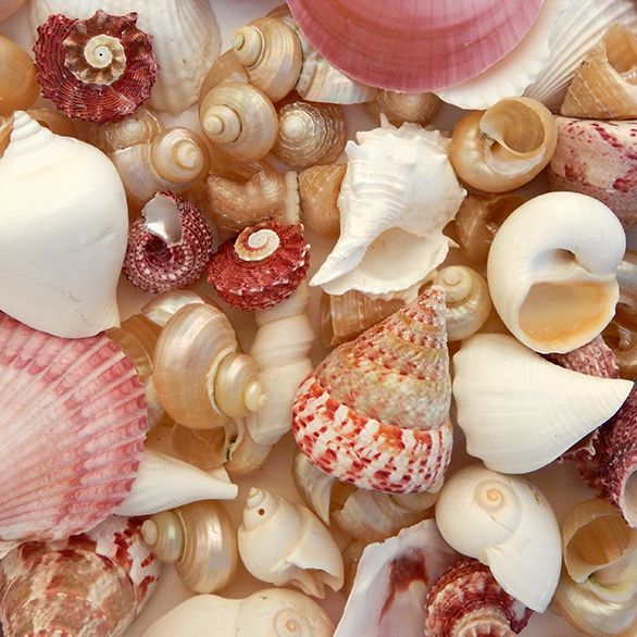 Pink White and Pearl Seashell Mix - 1 Kg - Image 3
