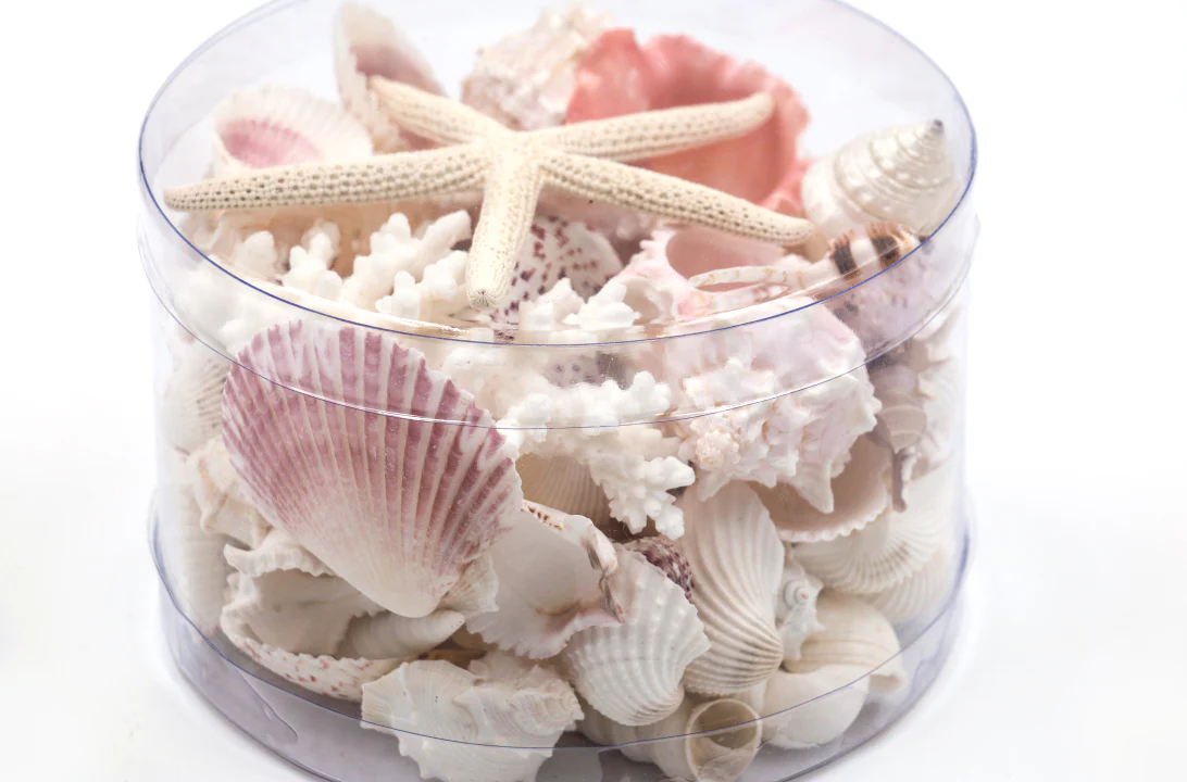 Premium Coral and Seashell Pack - Pink Glory - Image 3