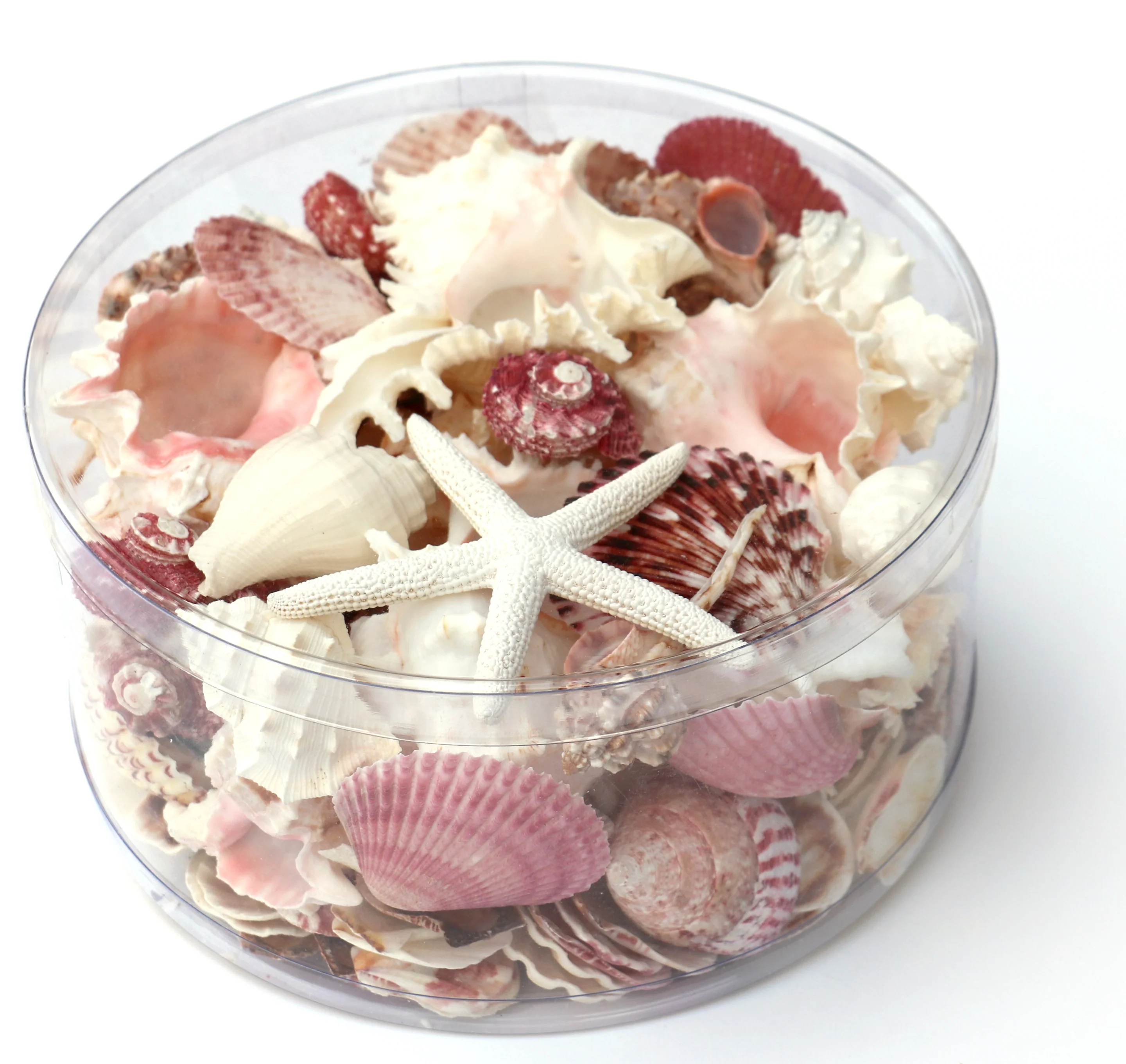Premium Seashell Pack - Pink Glory - Image 4