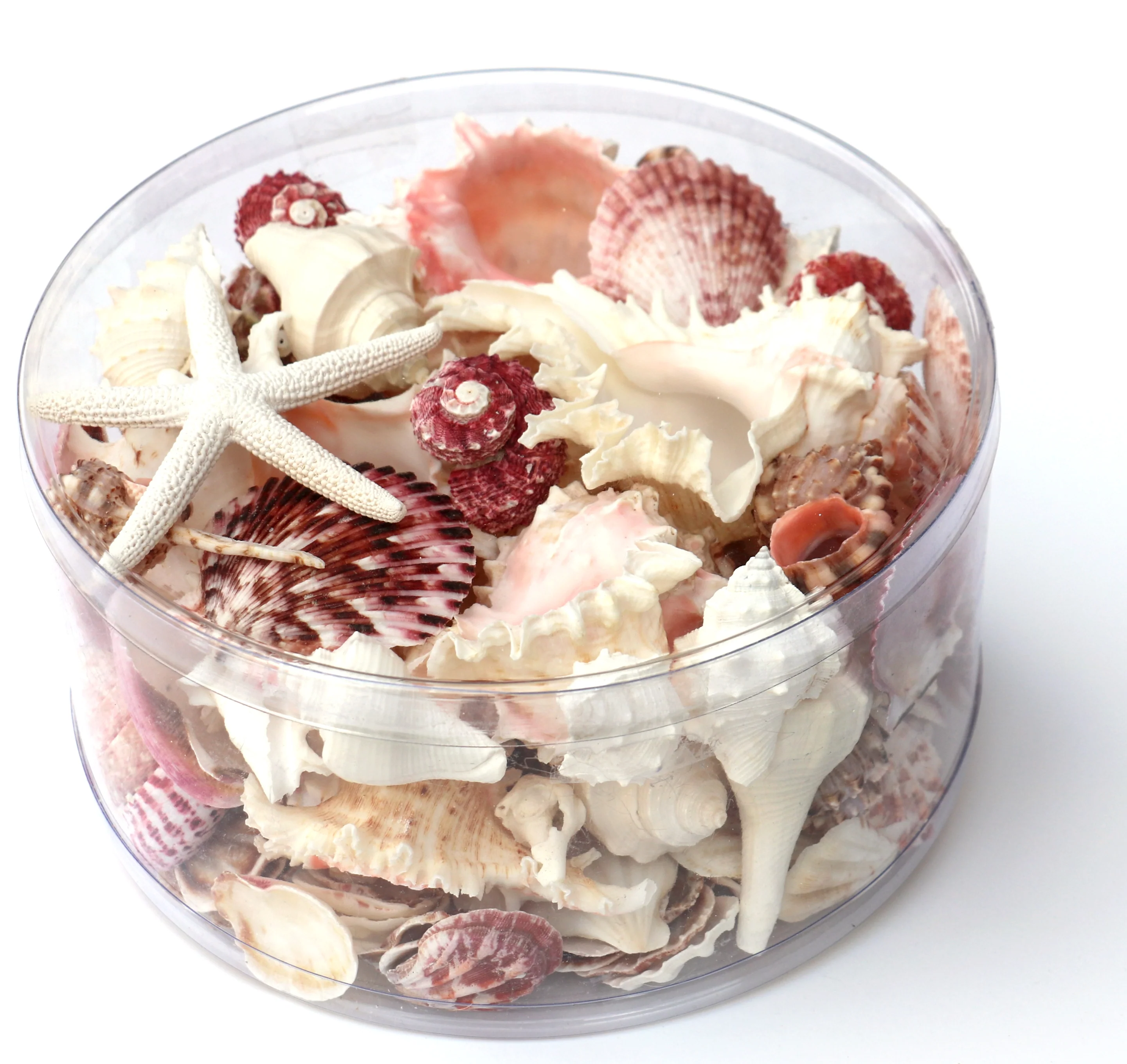 Premium Seashell Pack - Pink Glory - Image 5