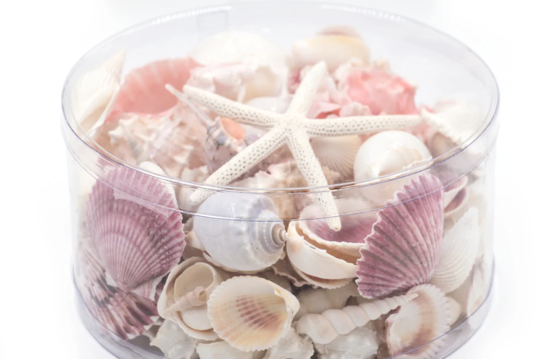 Premium Seashell Pack - Pink Glory - Image 9
