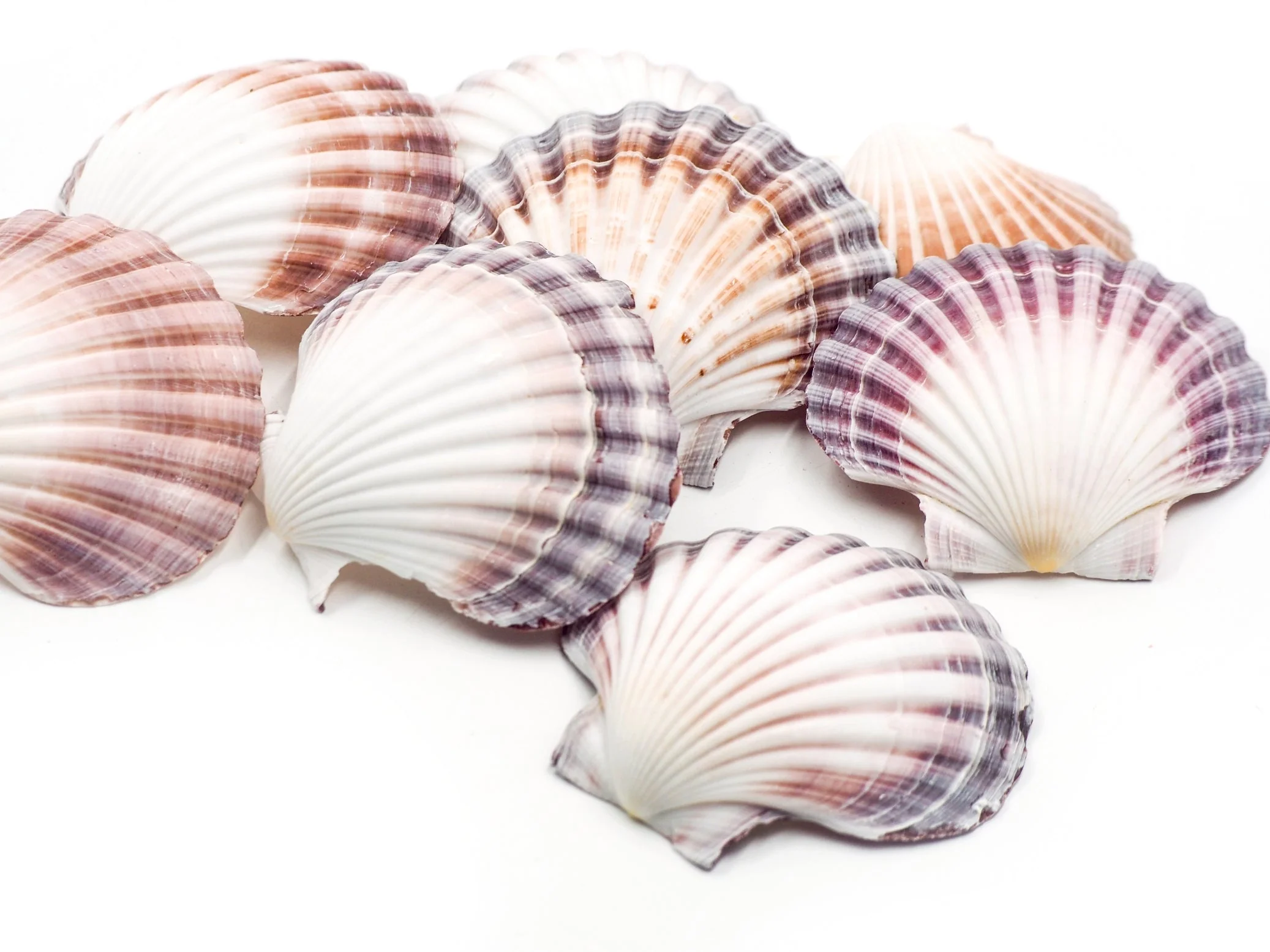 Pink, Purple and White Deep Scallop Shells - 1 Kg