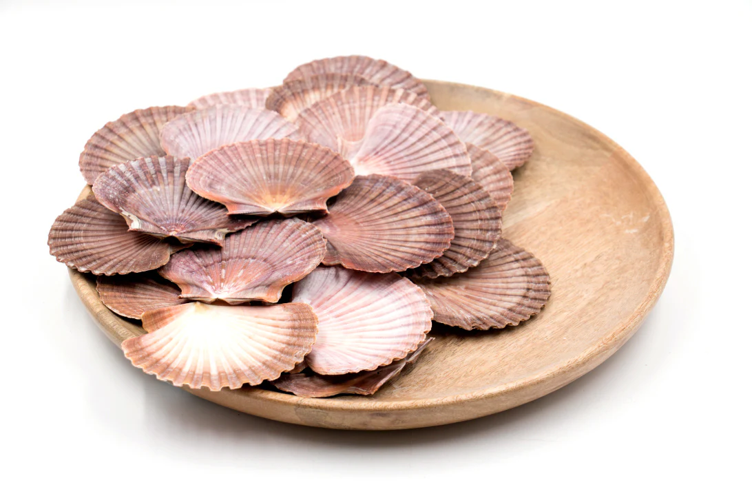 Purple, Pink and Brown Flat Scallop Shells - 1 Kg - Image 4