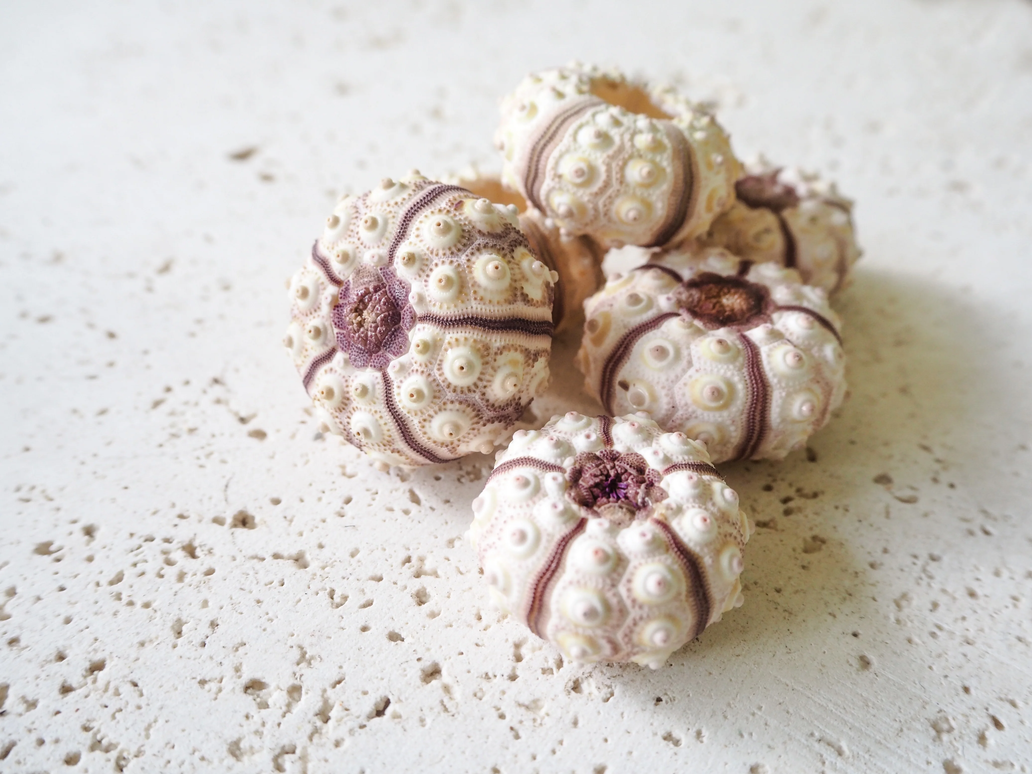 Baby Sputnik Sea Urchin - Pack of 10 - Image 3