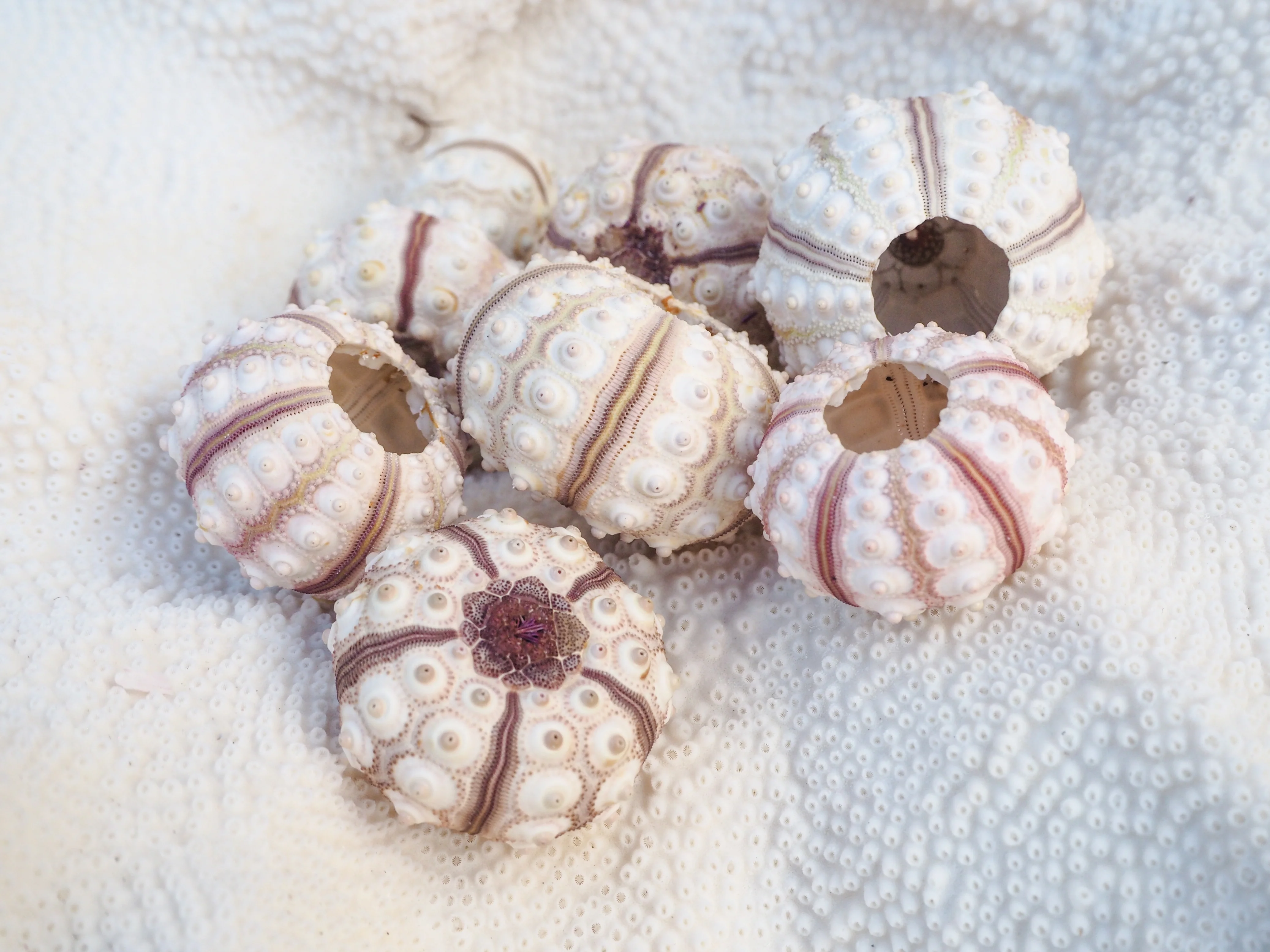 Baby Sputnik Sea Urchin - Pack of 10 - Image 4