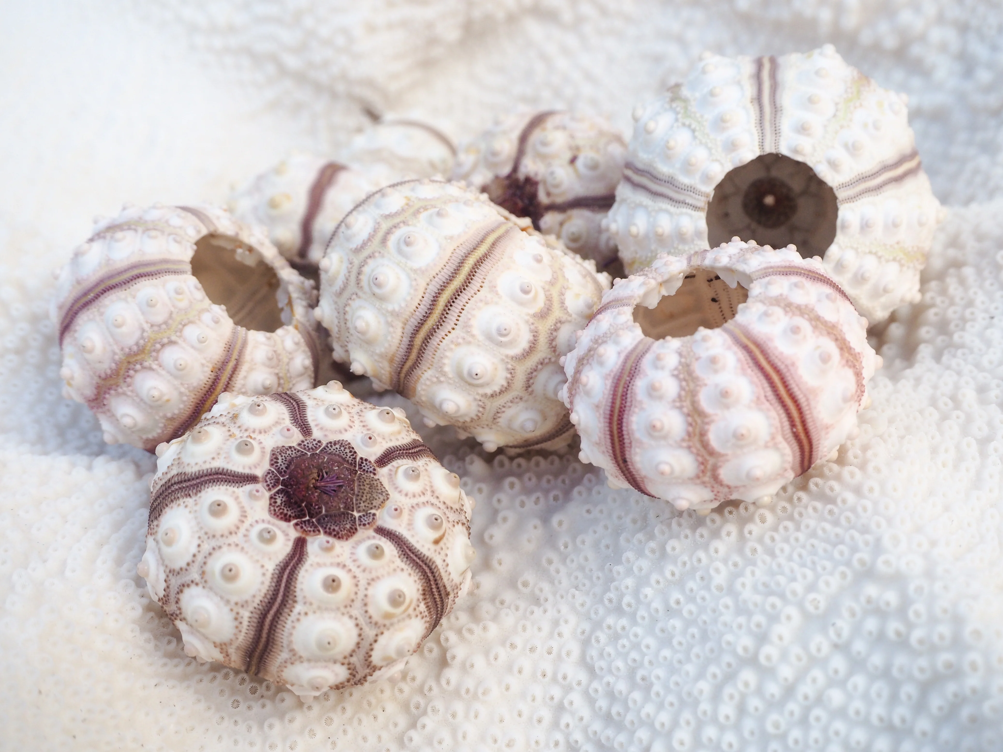Baby Sputnik Sea Urchin - Pack of 10 - Image 5