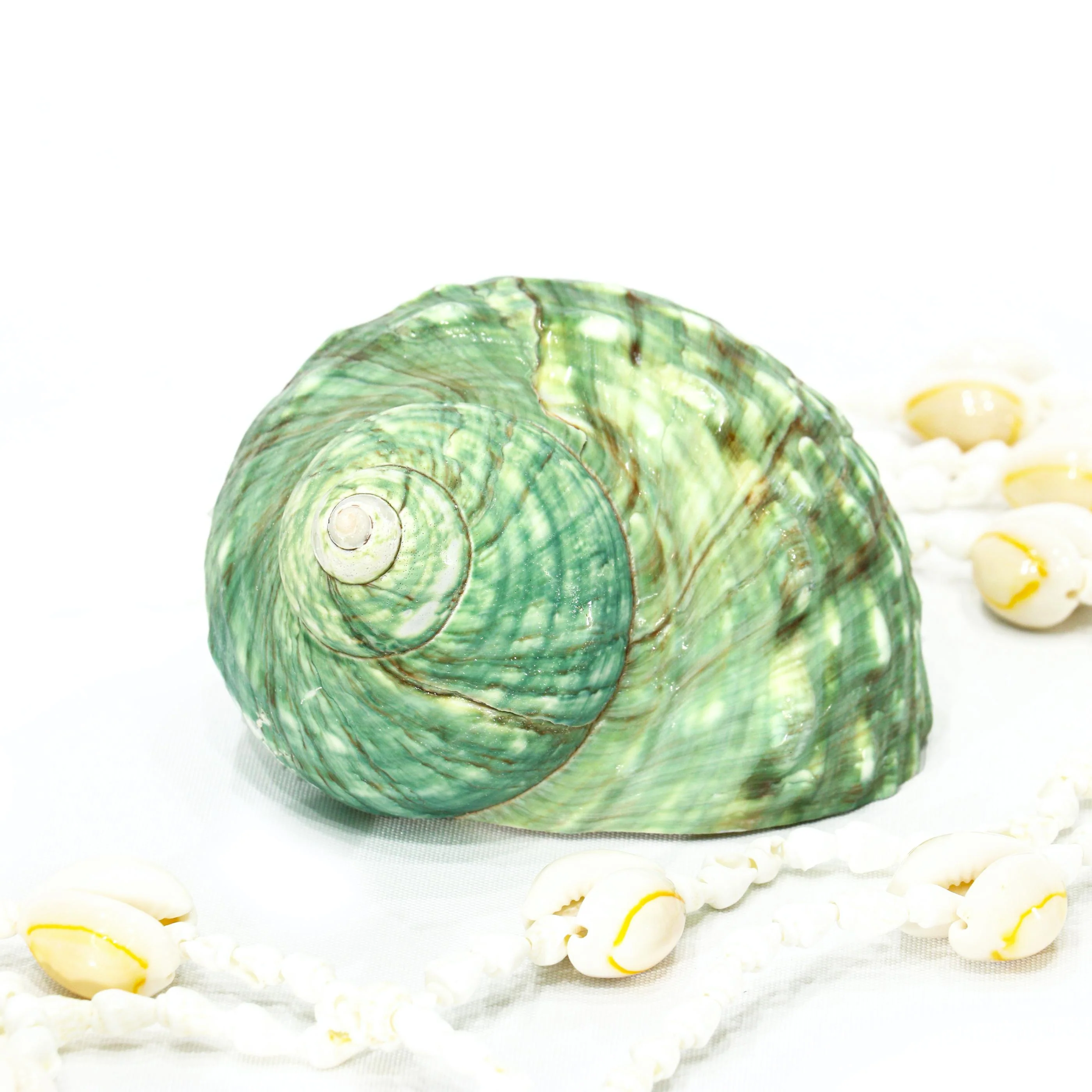 Jade Green Polished Turbo Shell - Image 4