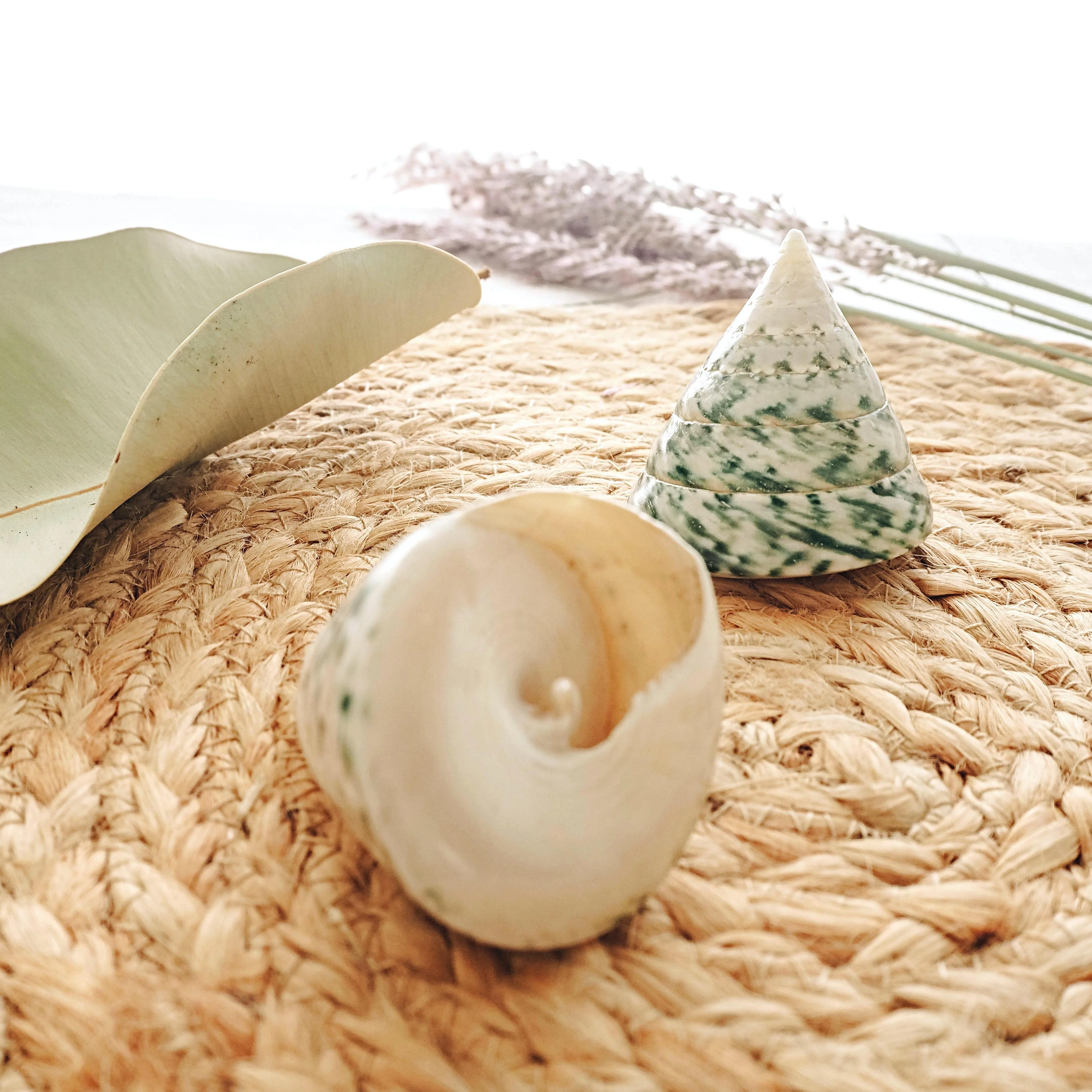 Polished Jade Green Trochus Seashell - Image 3