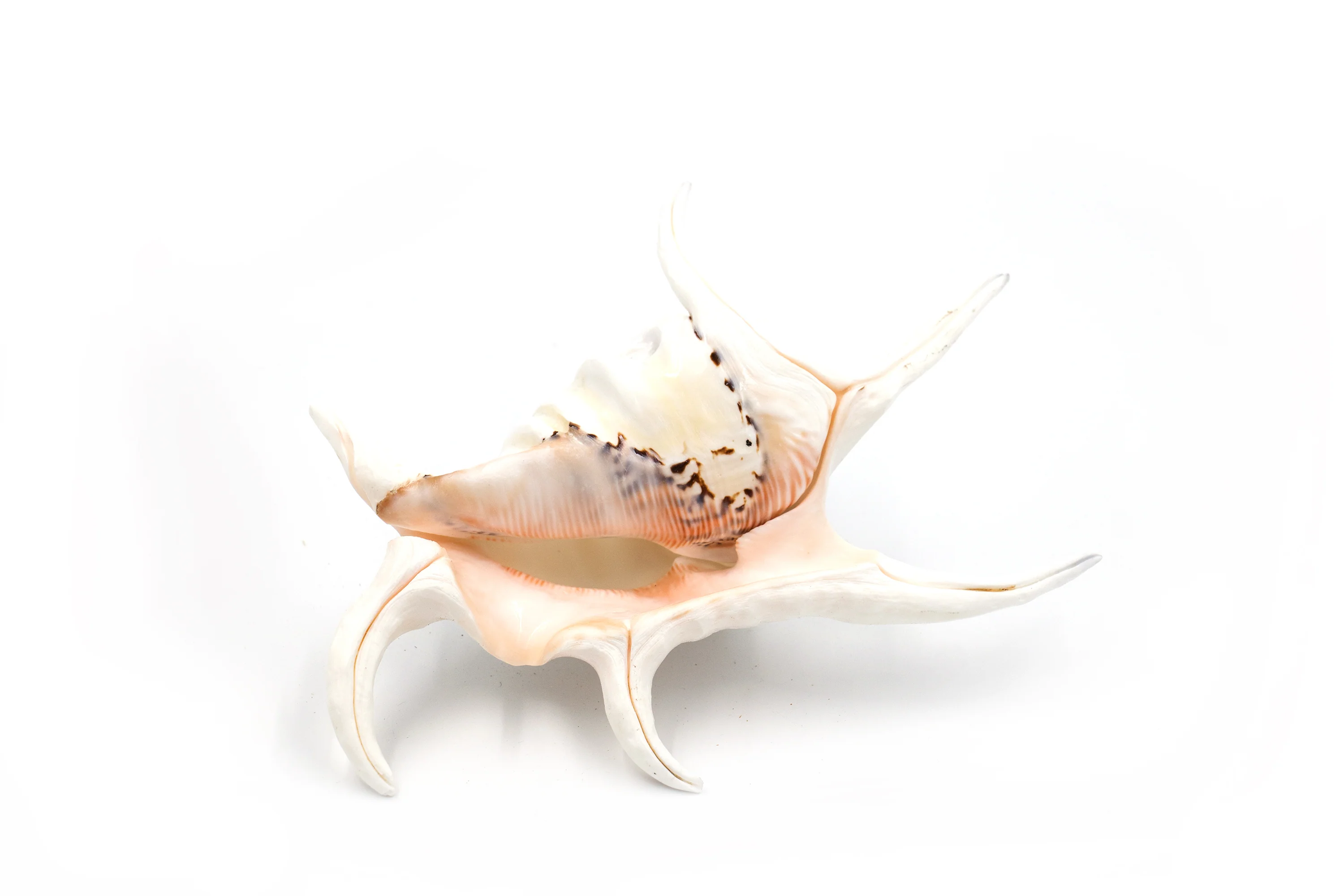 Polished White Spider Shell - Image 5