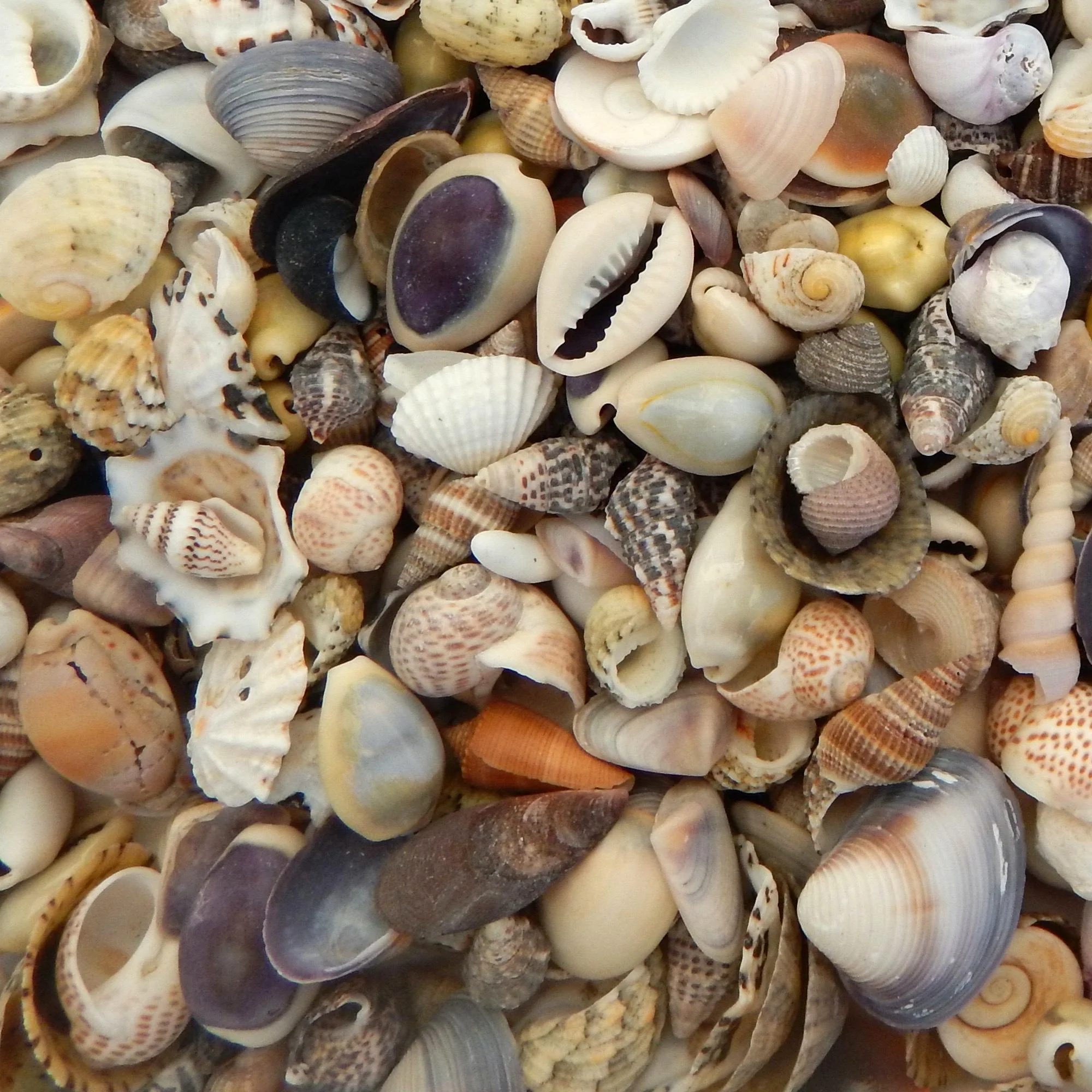 Premium Baby Seashell Mix - 1 Kg - Image 3