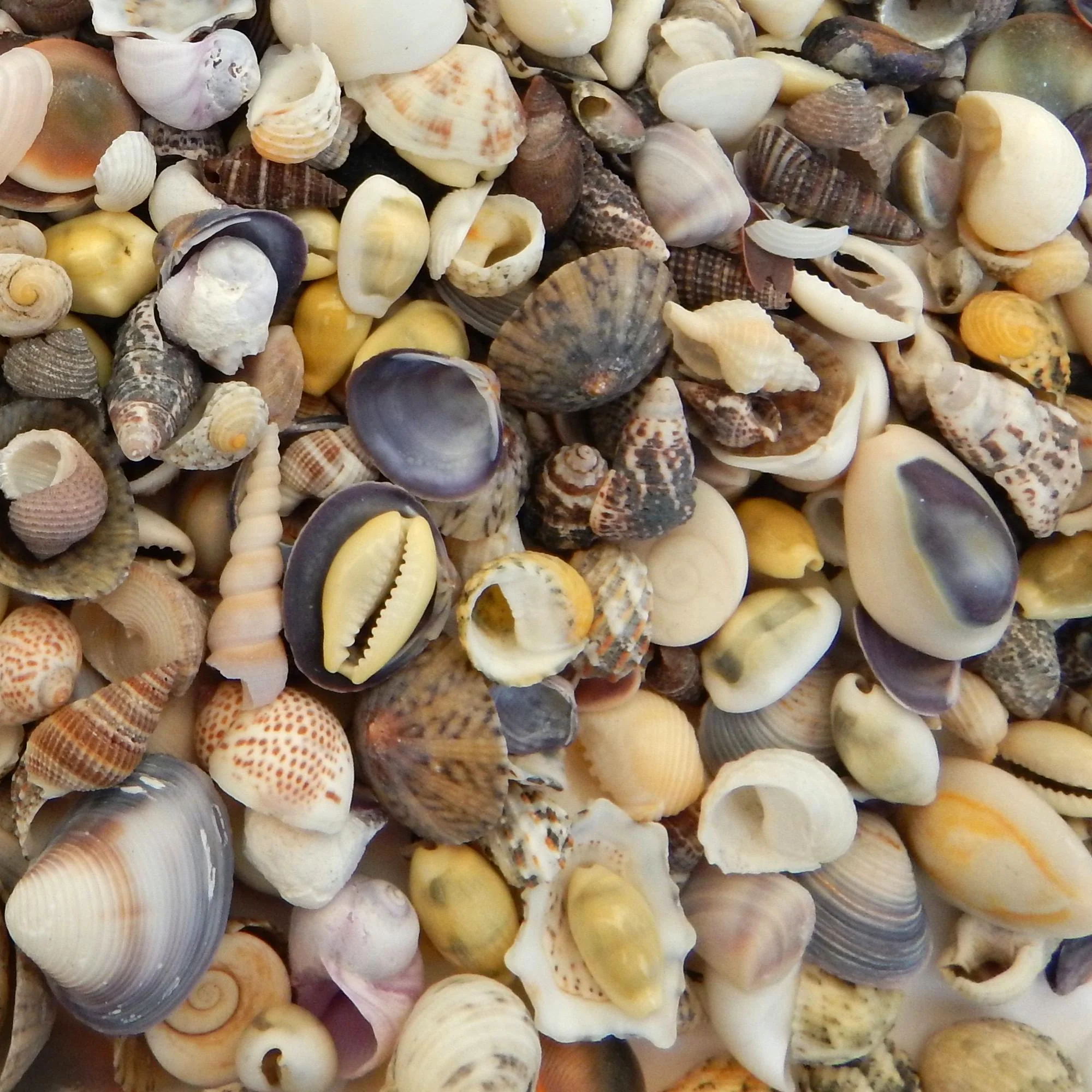Premium Baby Seashell Mix - 1 Kg - Image 4