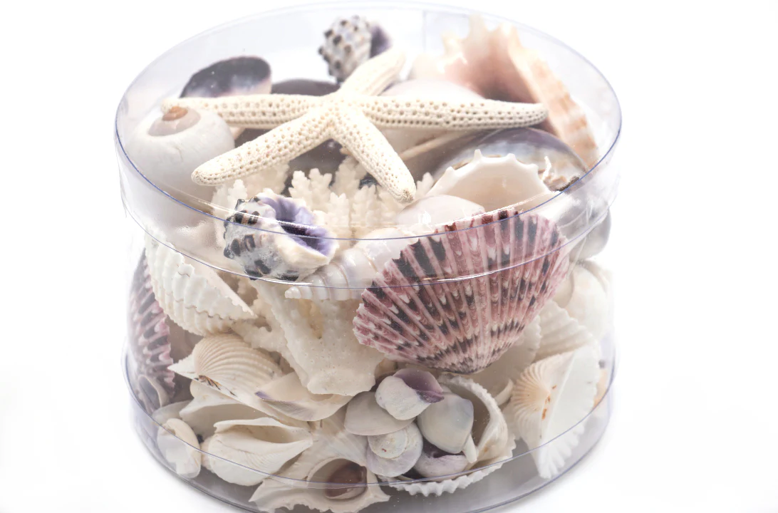 Premium Coral and Seashell Pack - Purple Paris - Image 3