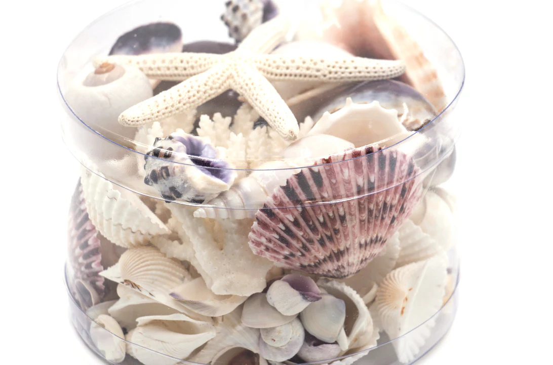 Premium Coral and Seashell Pack - Purple Paris - Image 5