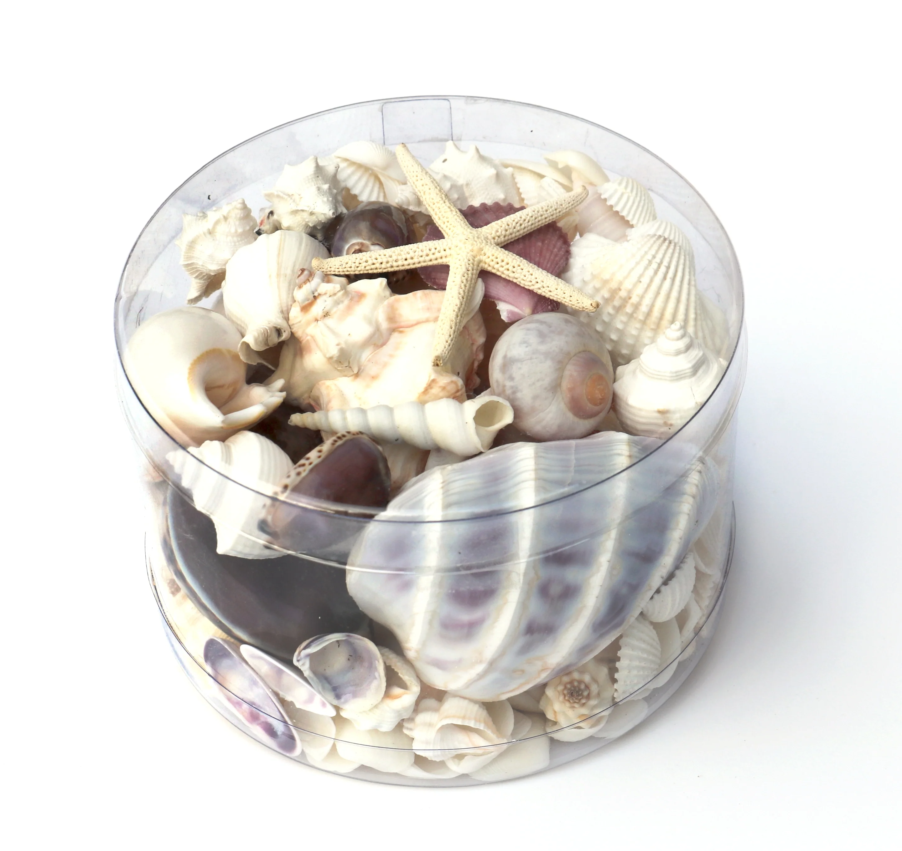 Premium Seashell Pack - Purple Paris - Image 3