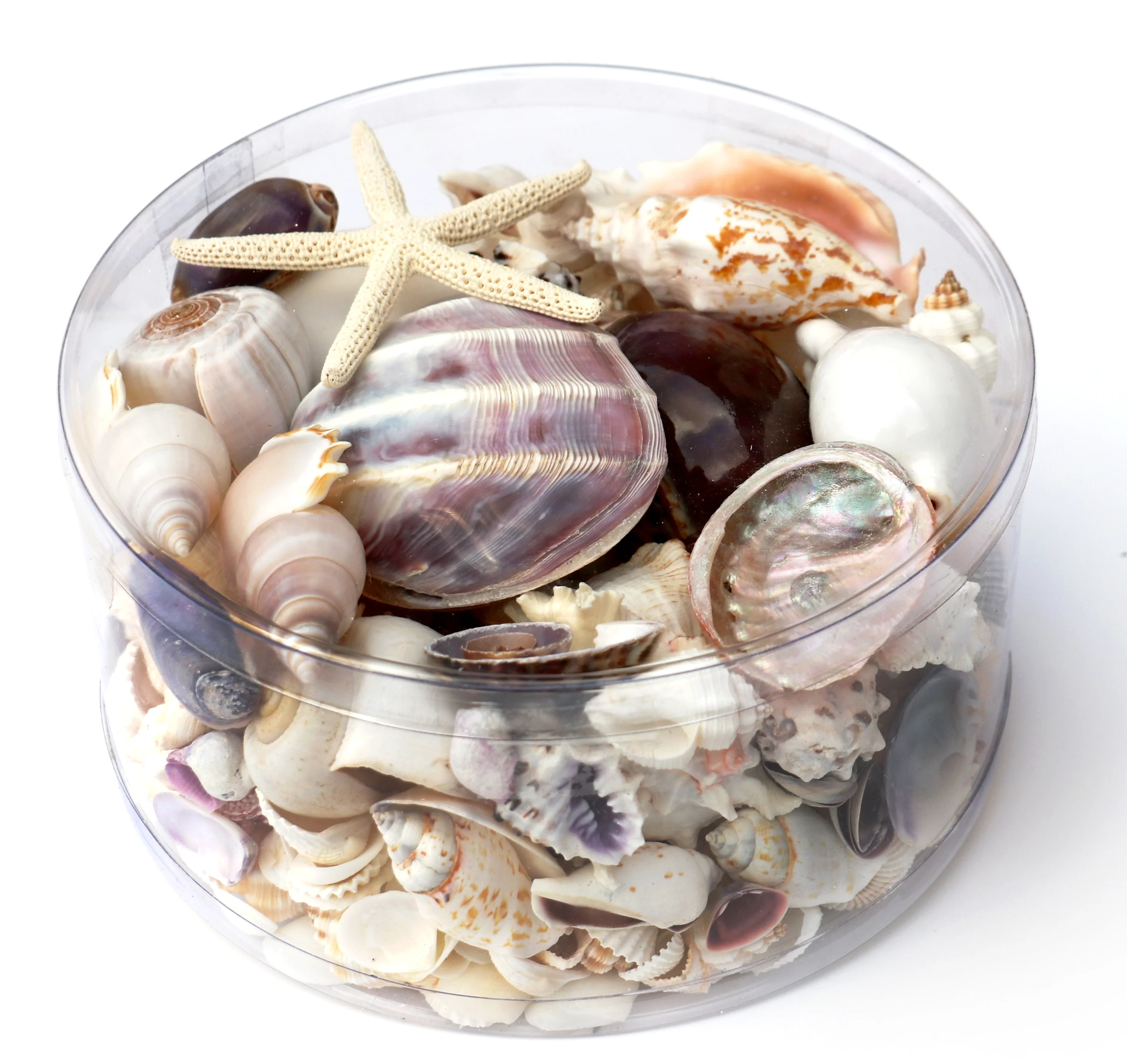 Premium Seashell Pack - Purple Paris - Image 4