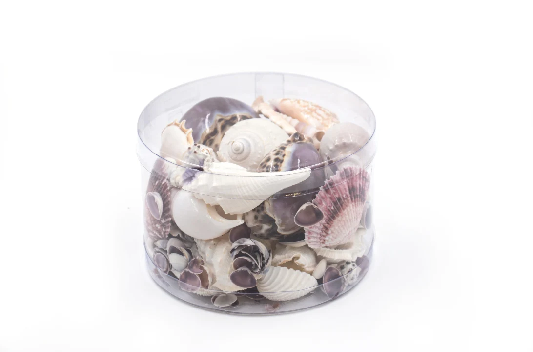 Premium Seashell Pack - Purple Paris - Image 5