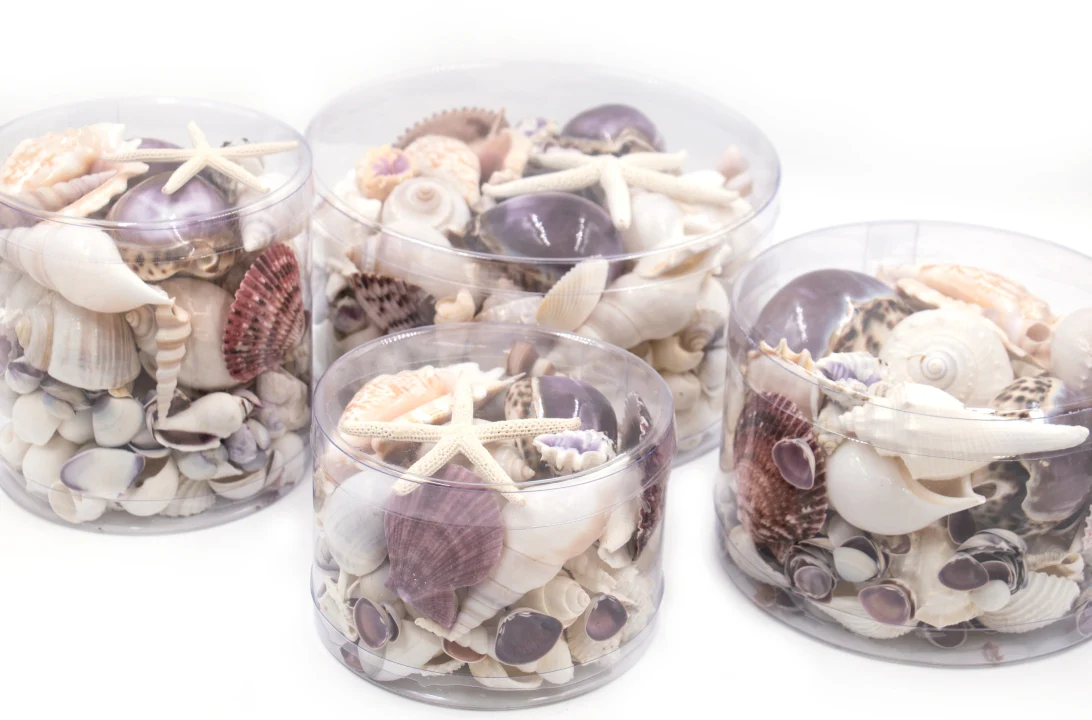 Premium Seashell Pack - Purple Paris - Image 7