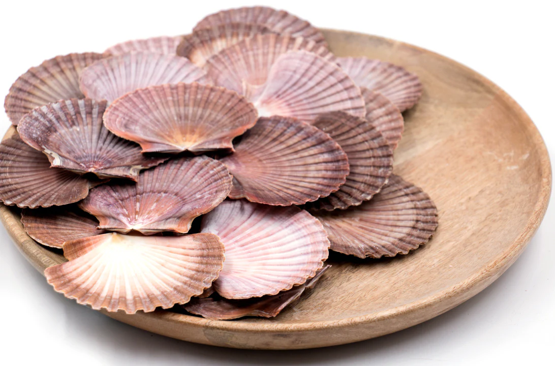 Purple, Pink and Brown Flat Scallop Shells - Pack 20 - Image 3