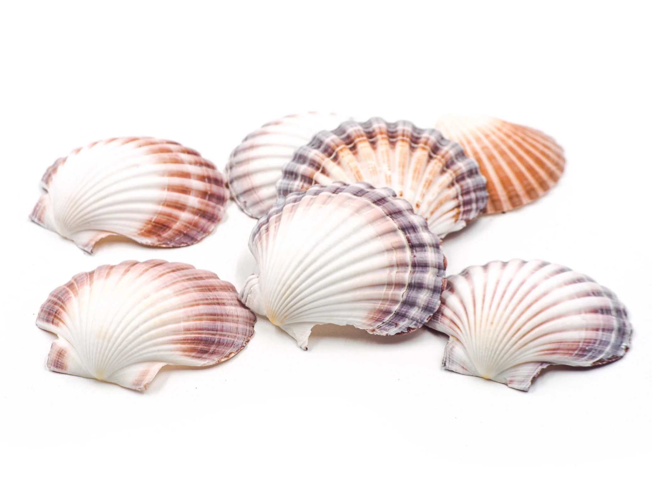 Pink, Purple and White Deep Scallop Shells - Pack of 25 - Image 6