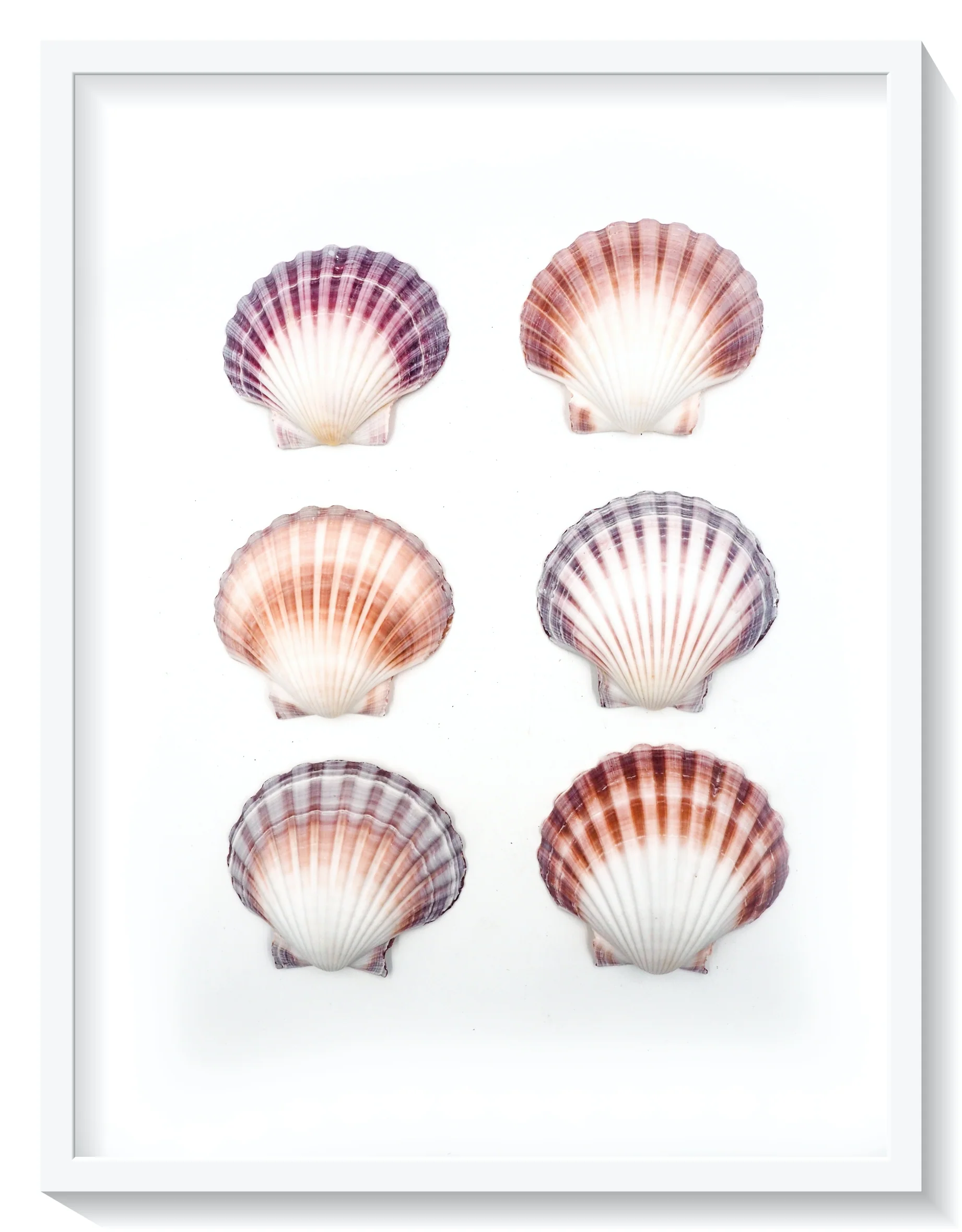 Pink, Purple and White Deep Scallop Shells - Pack of 25 - Image 8