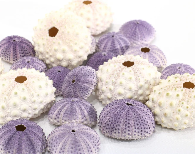 Purple Sea Urchin - Pack of 10 - Image 3