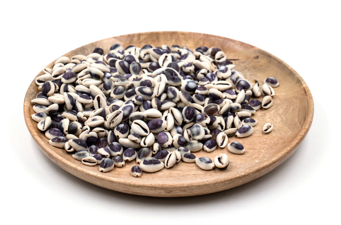 Purple Top Cowrie Shells - 1 Kg - Image 3