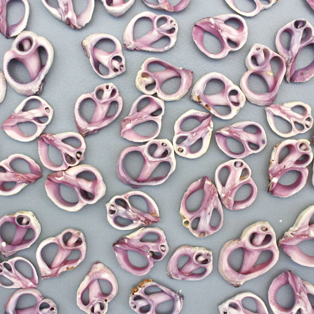 Sliced Purple Violet Sea Snail Neritina Shells - Pack of 100 - Image 2