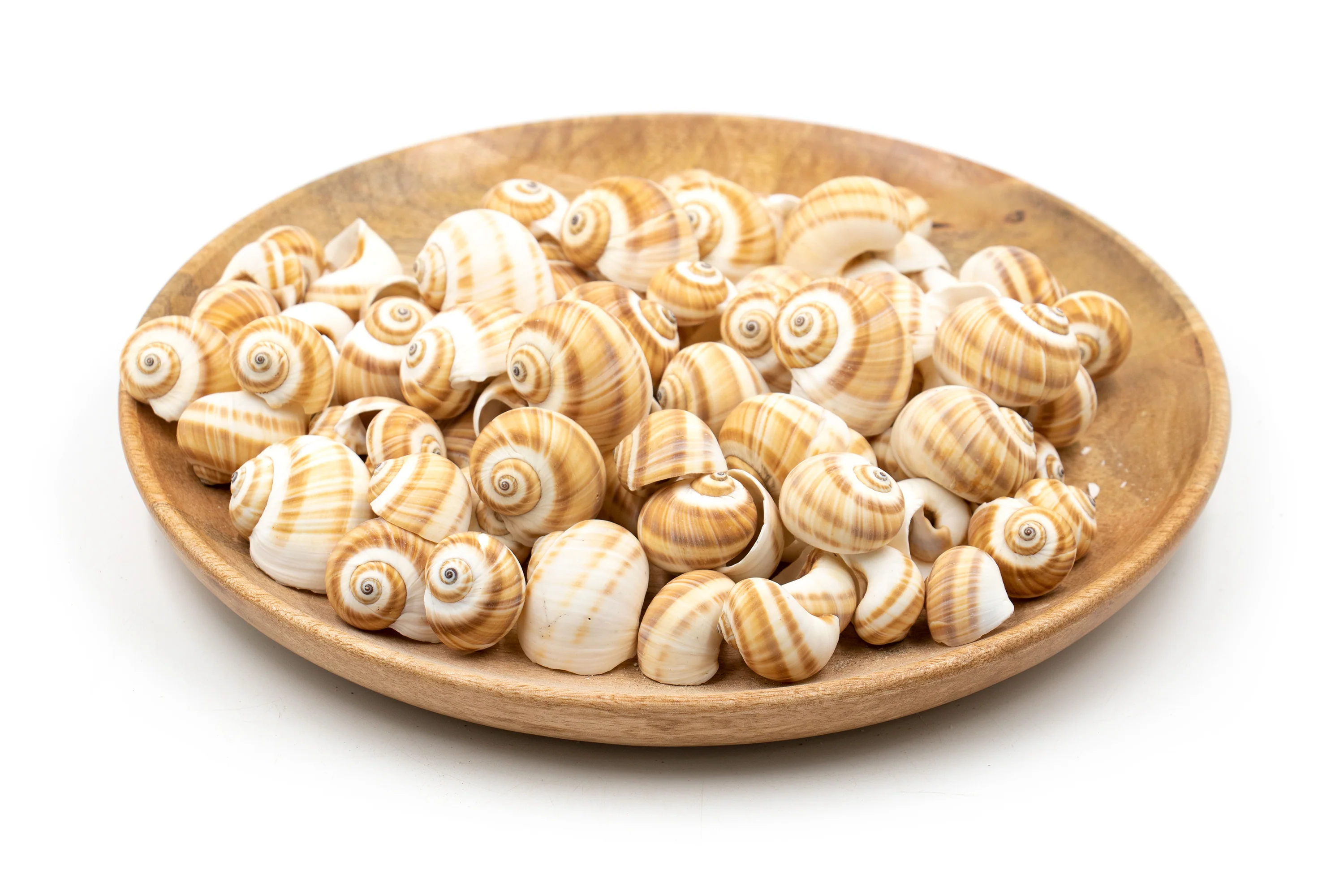 Beige and White Moon Shells - 1 Kg - Image 3