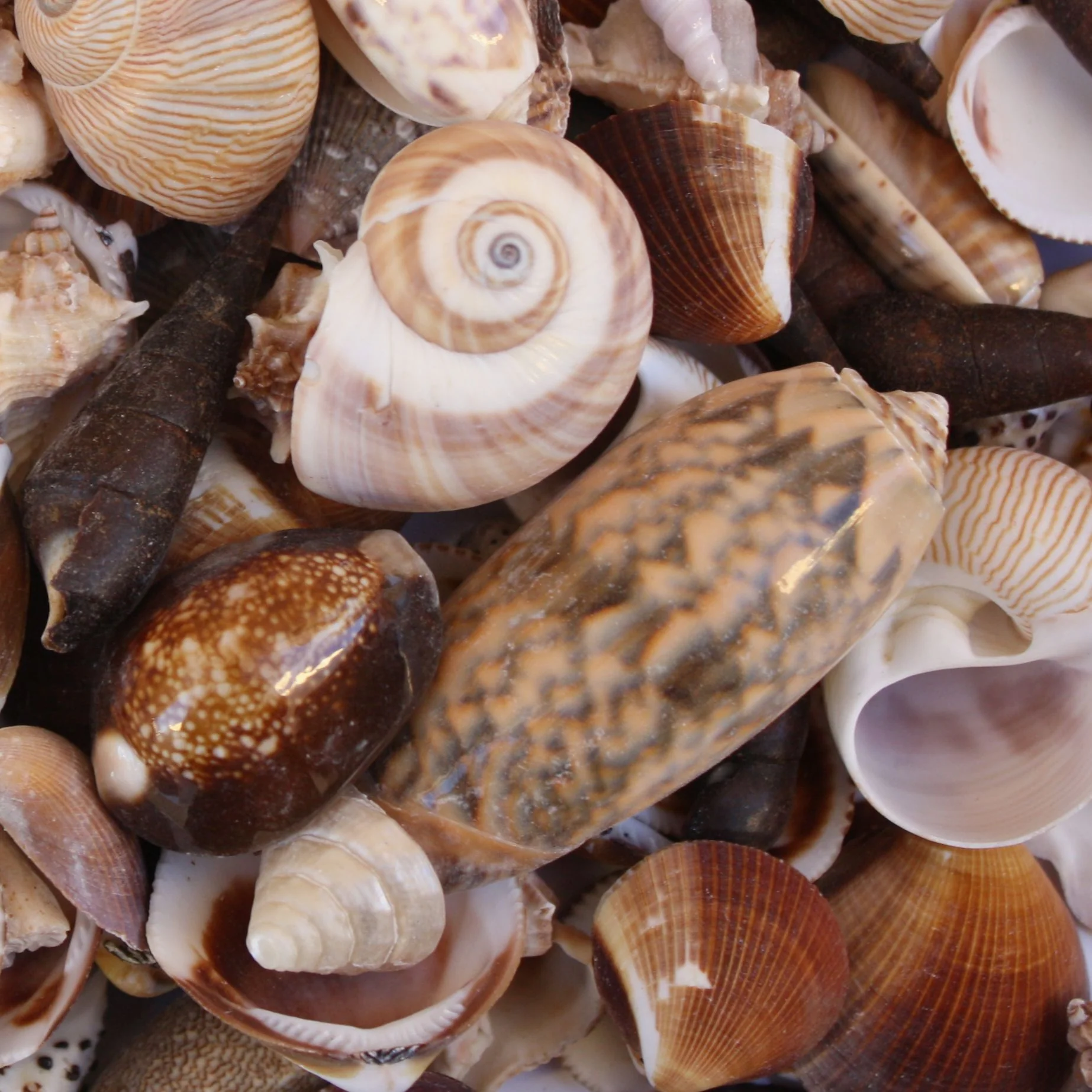 Cream Beige White and Tan Seashell Mix - 1 Kg - Image 8