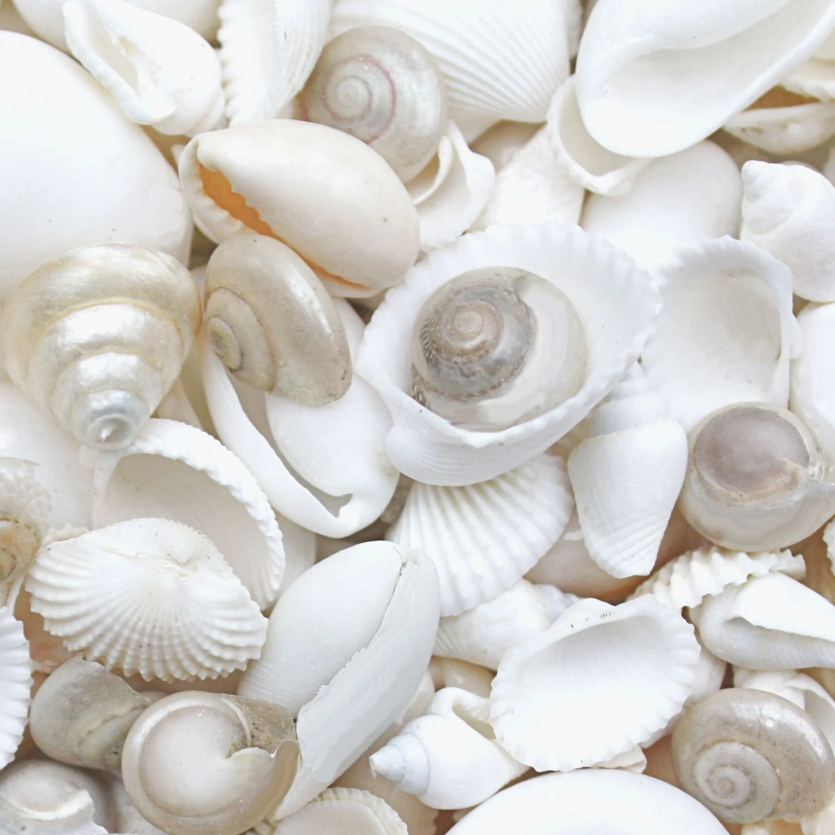 Small White and Pearl Seashell Mix - 1 Kg - Image 4
